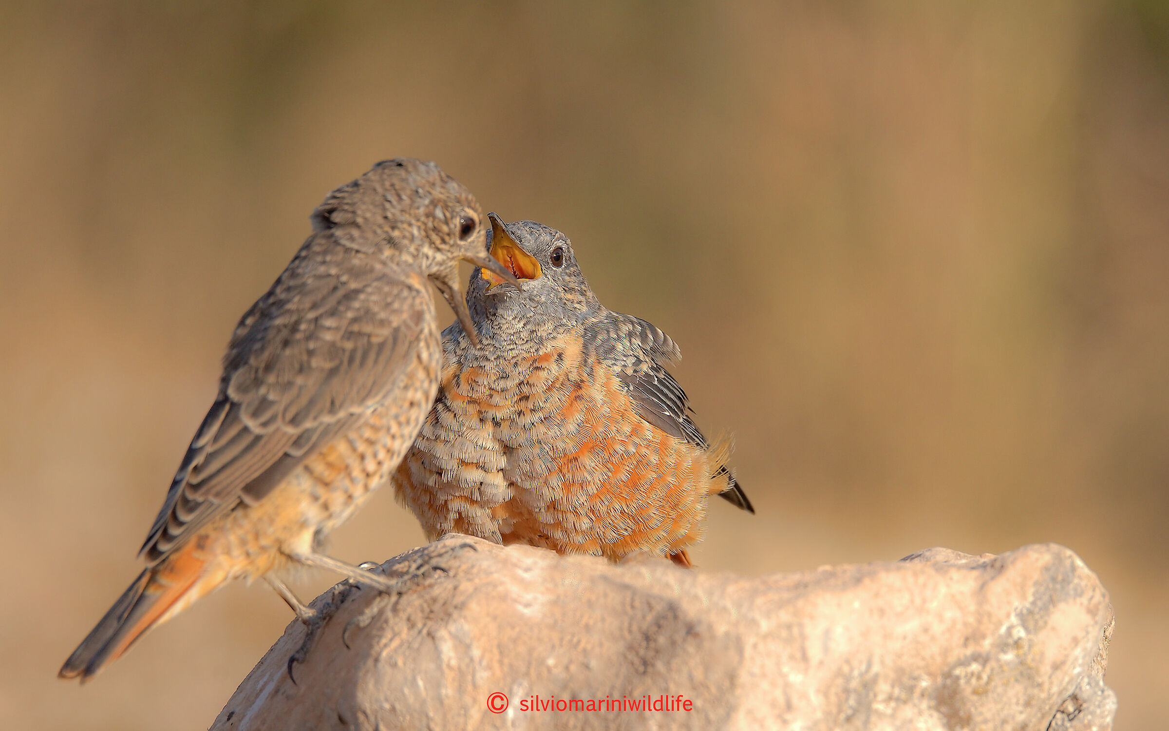 Codirossone (Monticola saxatilis)