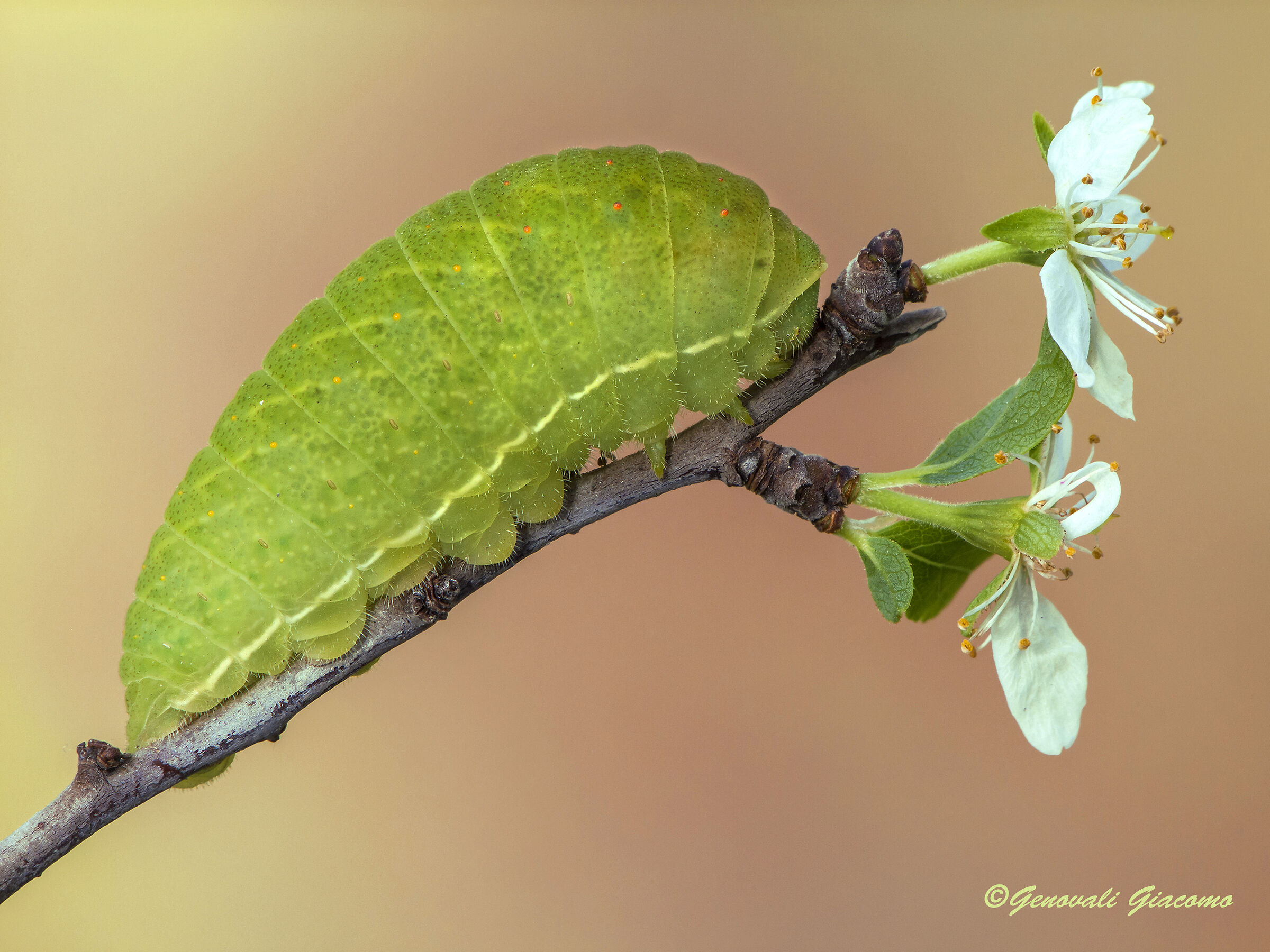 il principe dimenticato