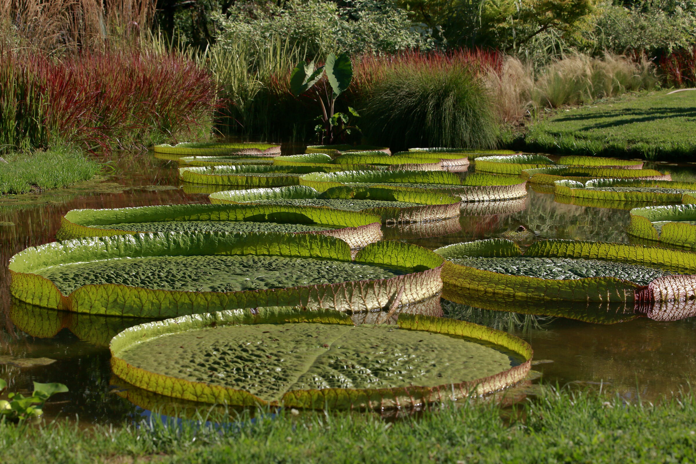 Victoria Amazonica
