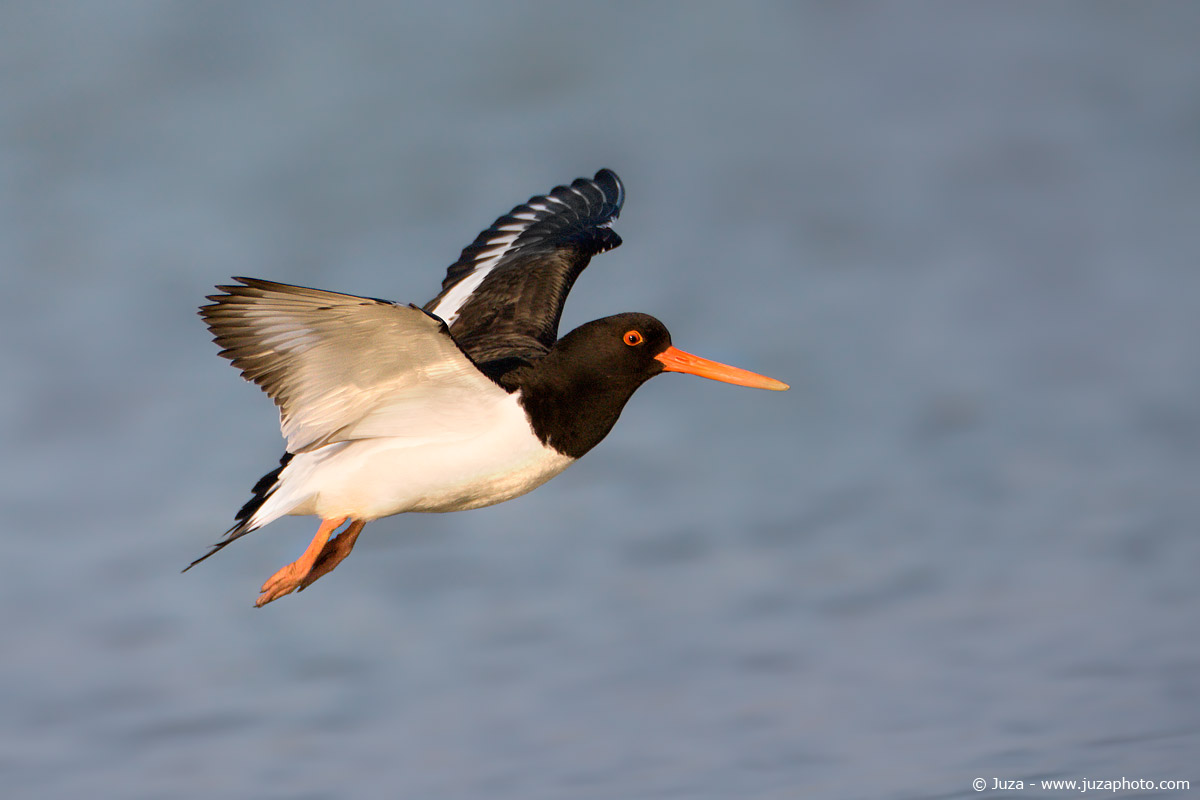 Haematopus ostralegus (Beccaccia Di Mare), 009493