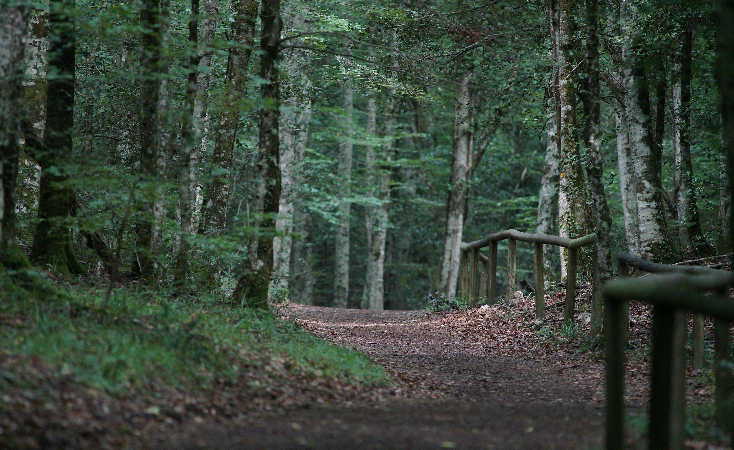 trail in the forest (Forest Umbra-Gragano Puglia)