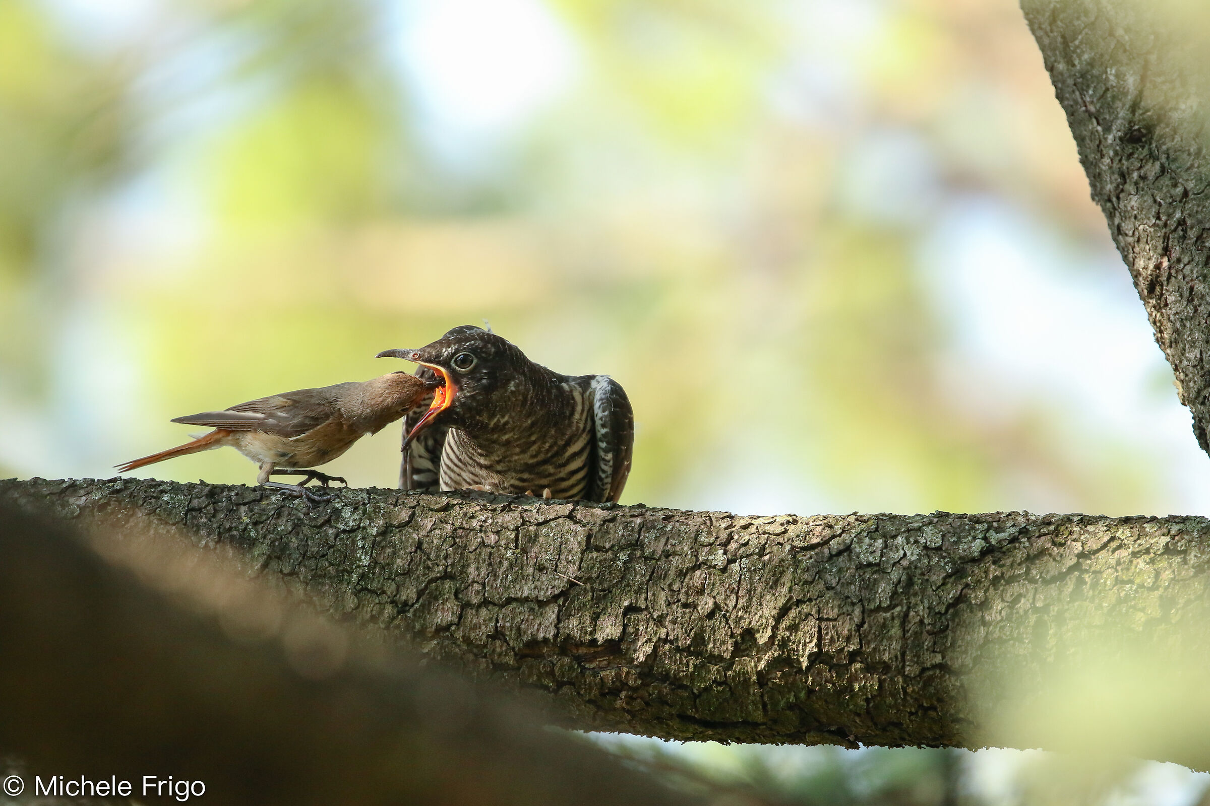 Codirosso che imbocca cuculo