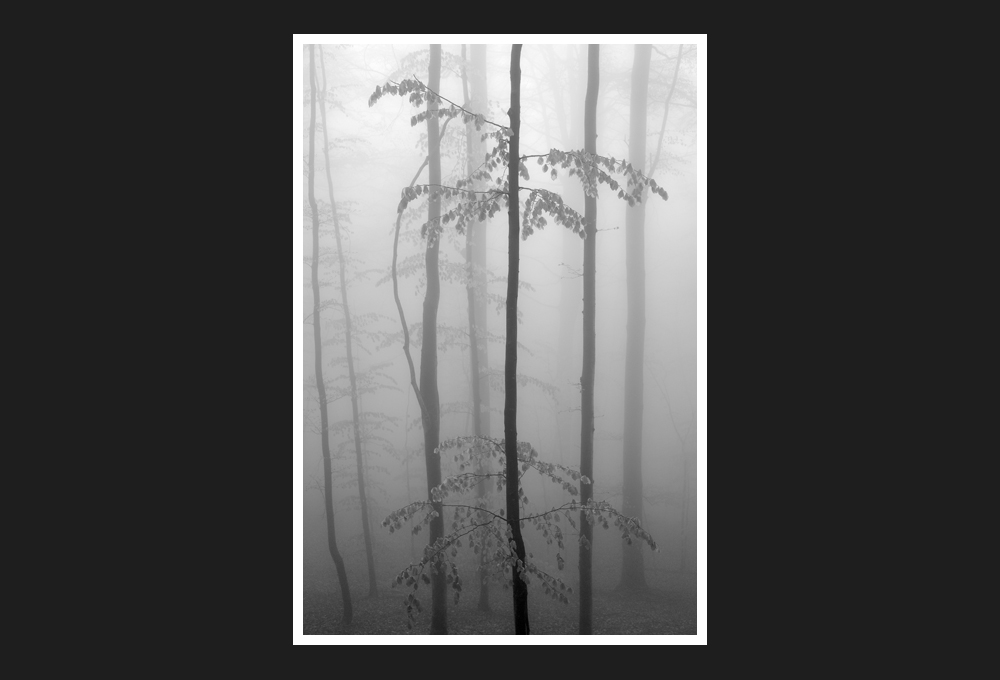 faggeta del melogno e della barbottina, 2014