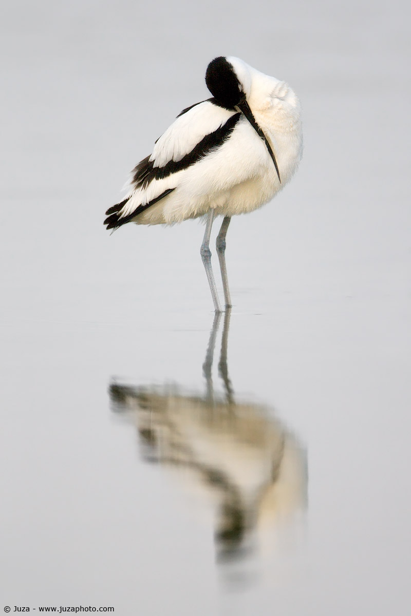Recurvirostra avosetta (Avocetta), 009498