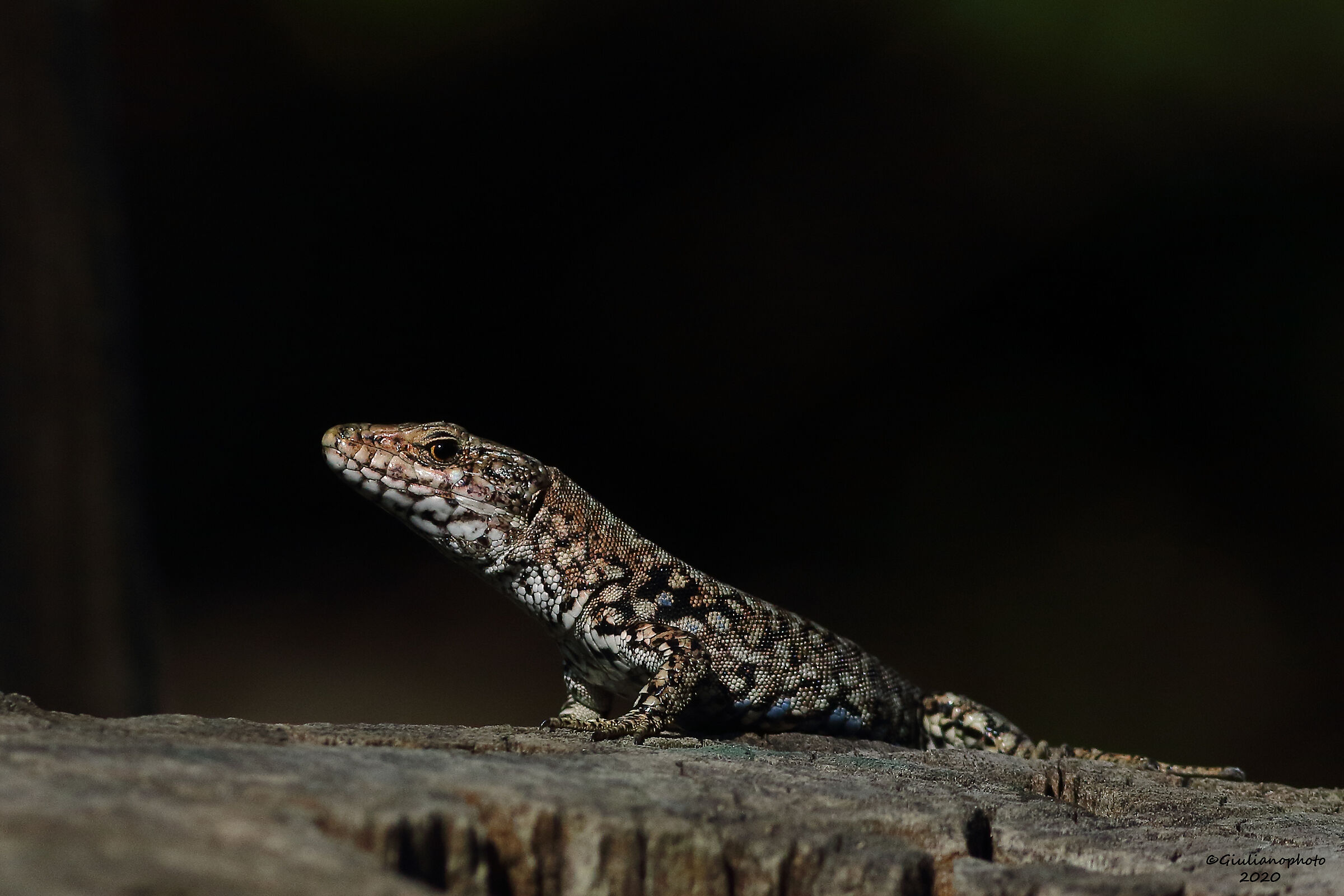 Wall lizard