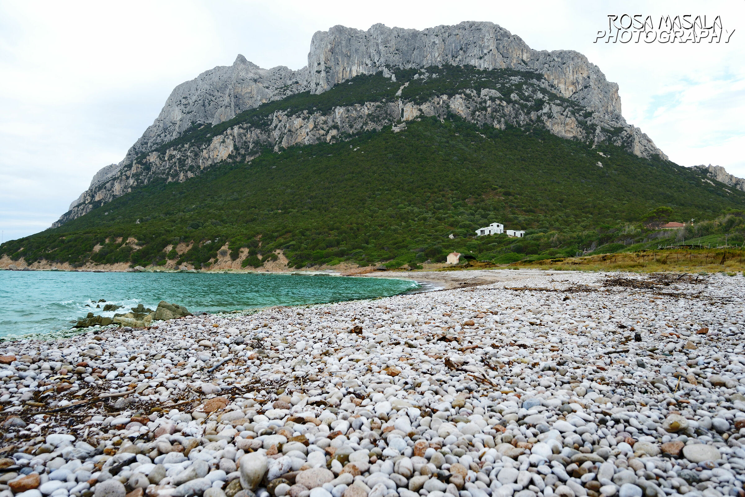 Sua Maesta' tavolara 2