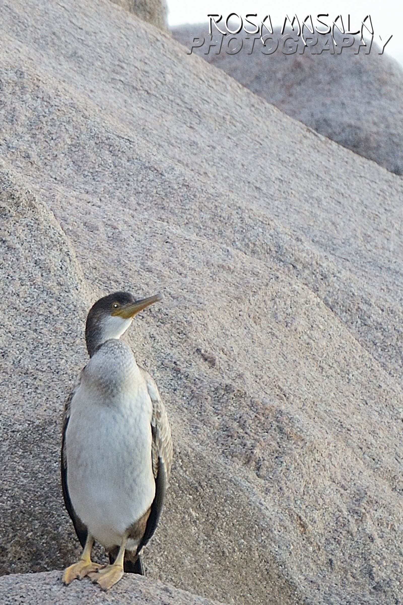 Il Principe tavolara