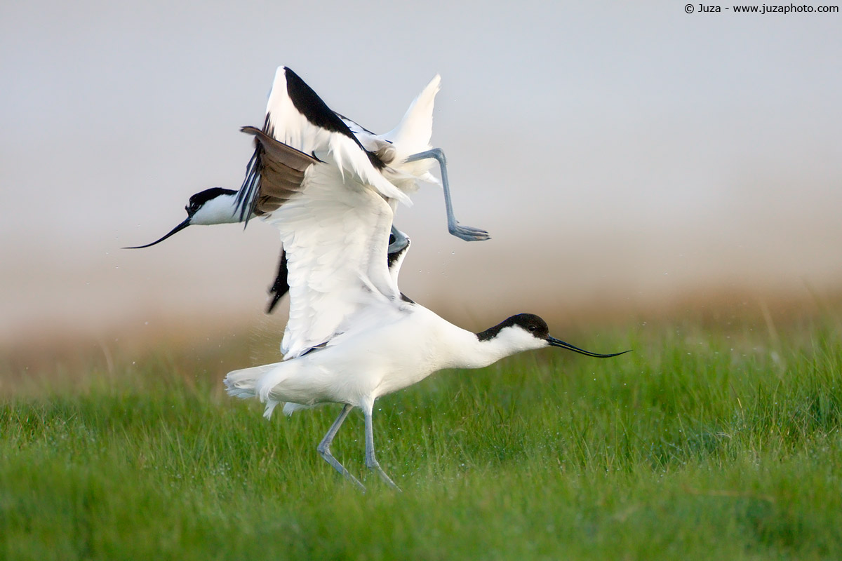 Recurvirostra avosetta (Avocetta), 009504