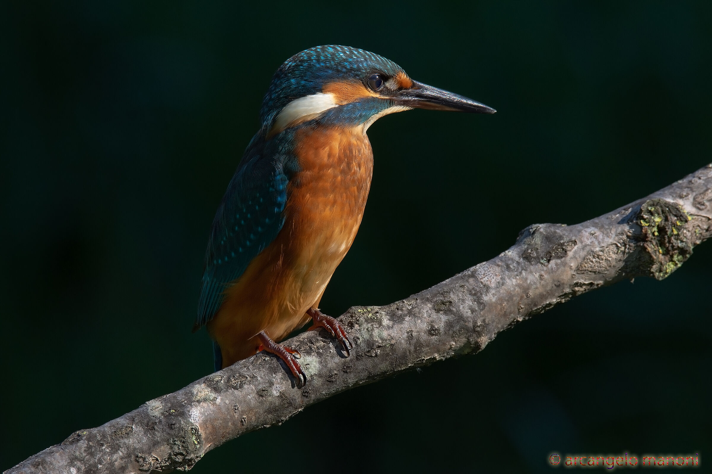 Side light for the martina