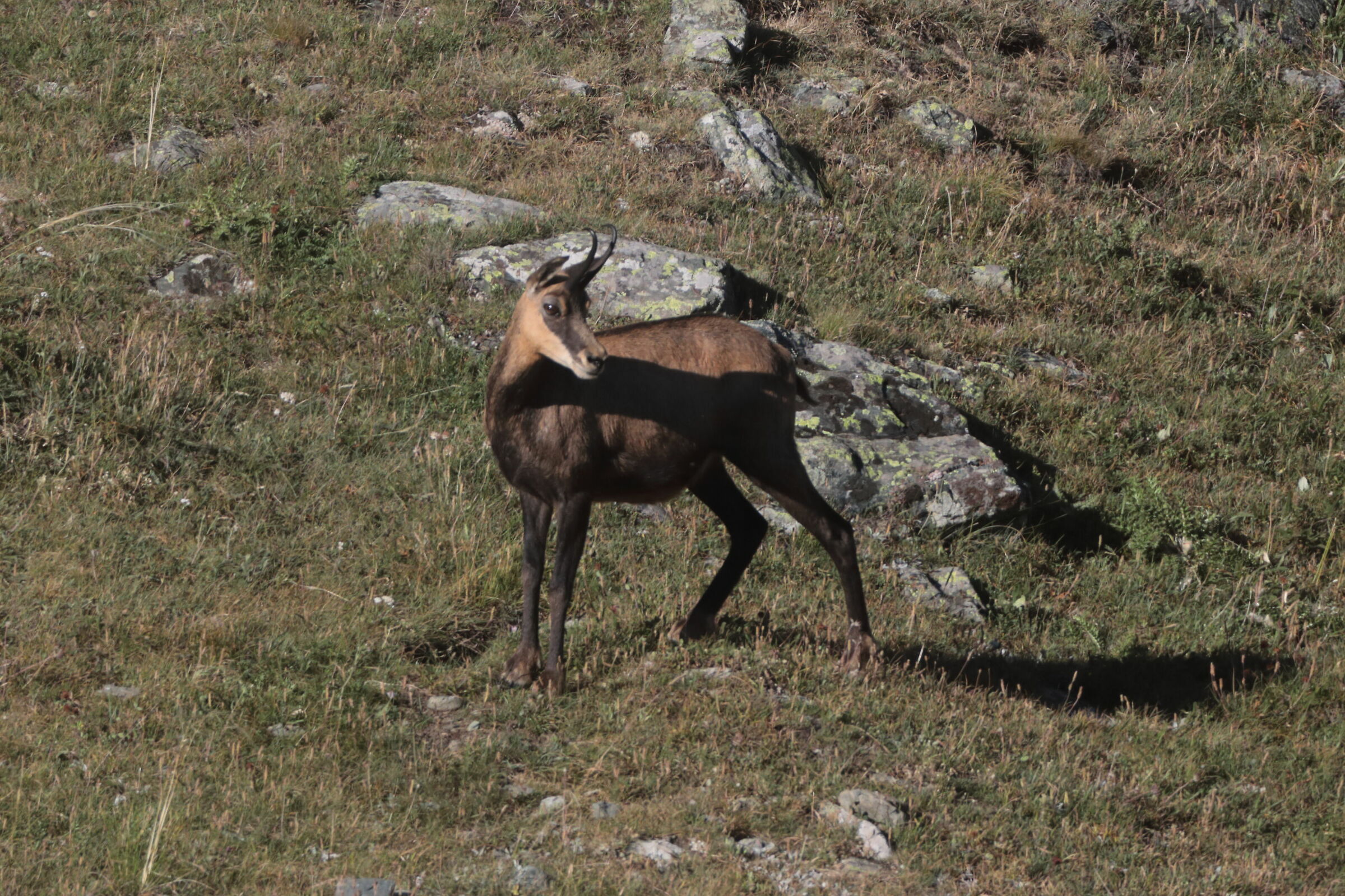 Camoscio (Parco Nazionale Gran Paradiso)
