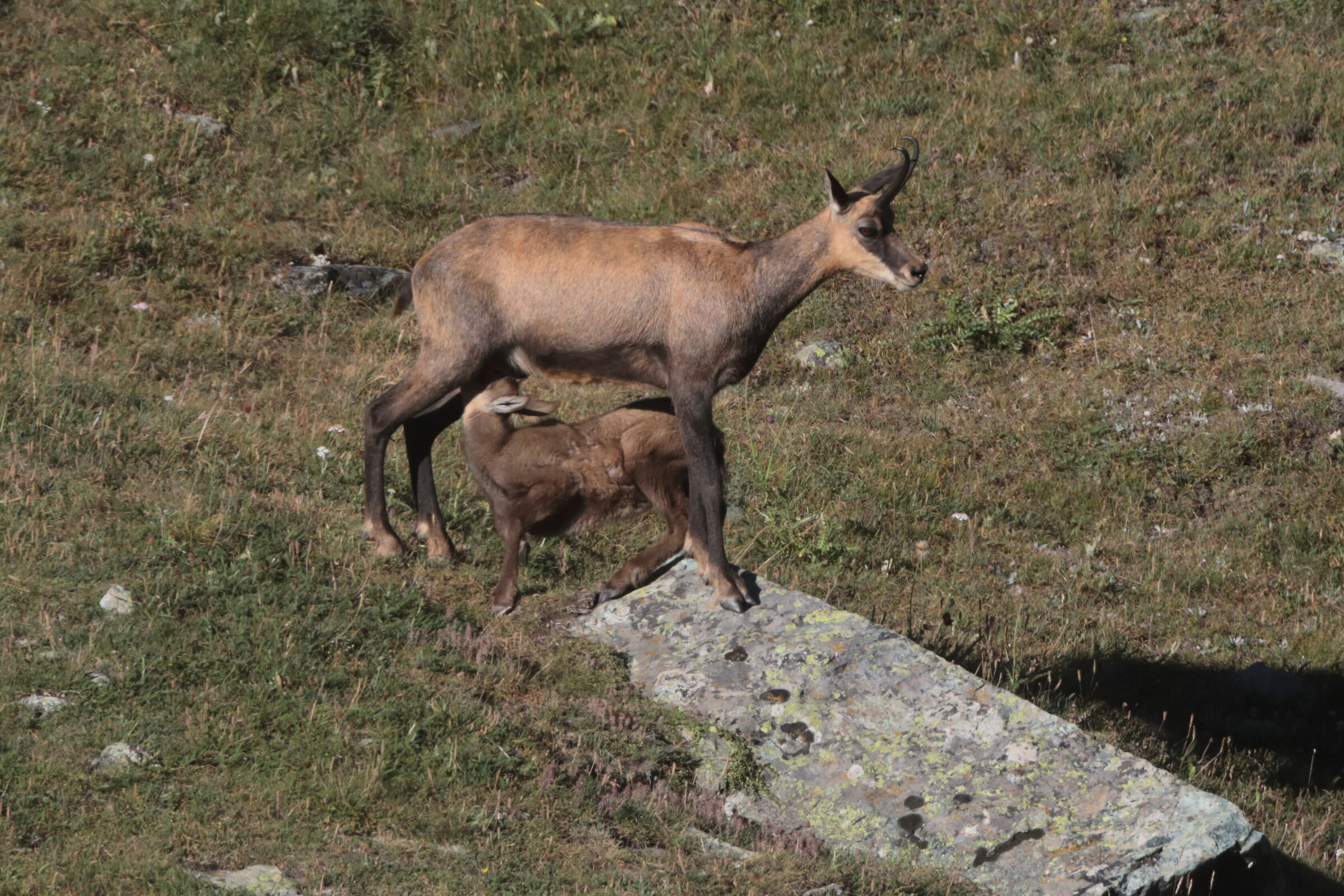 Camoscio (Parco Nazionale Gran Paradiso)-allattamento