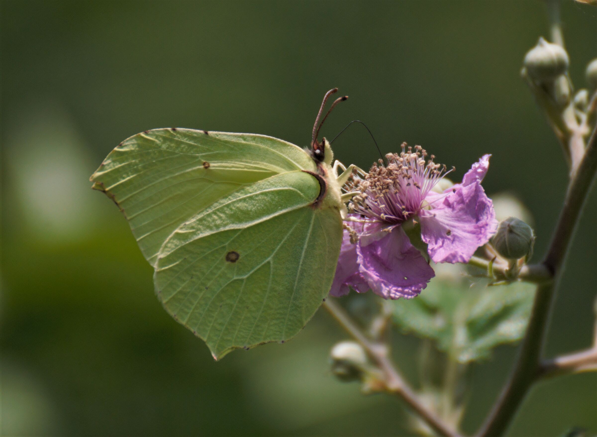 Cedronella - Gonepteryx rhamni