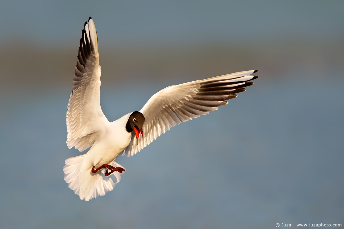 Chroicocephalus ridibundus