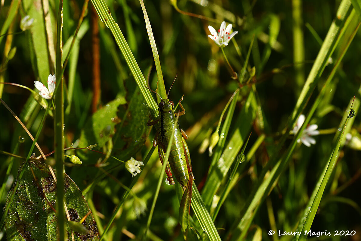 Camouflaged orthopter
