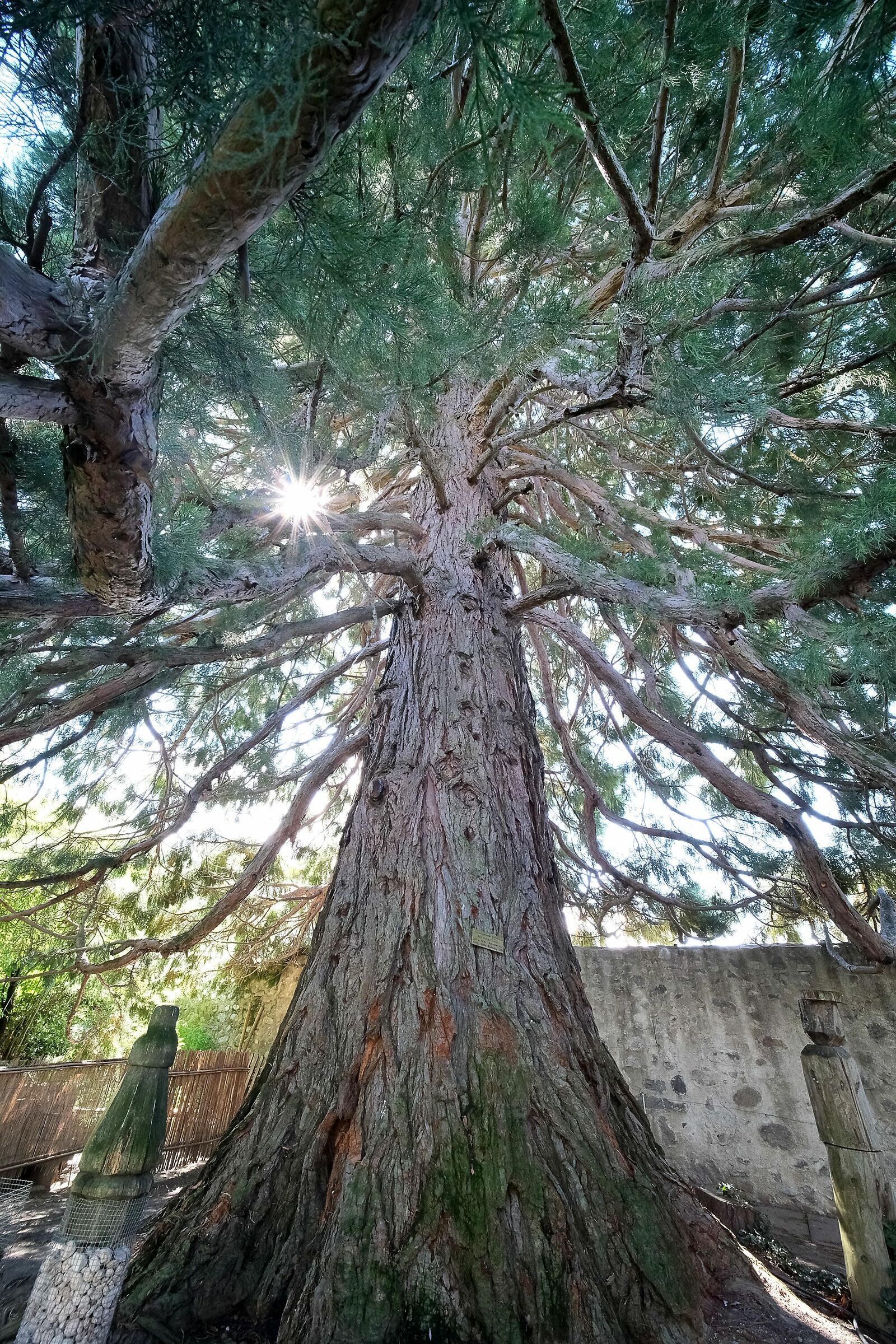 Sequoia all''Abbazzia di Novacella