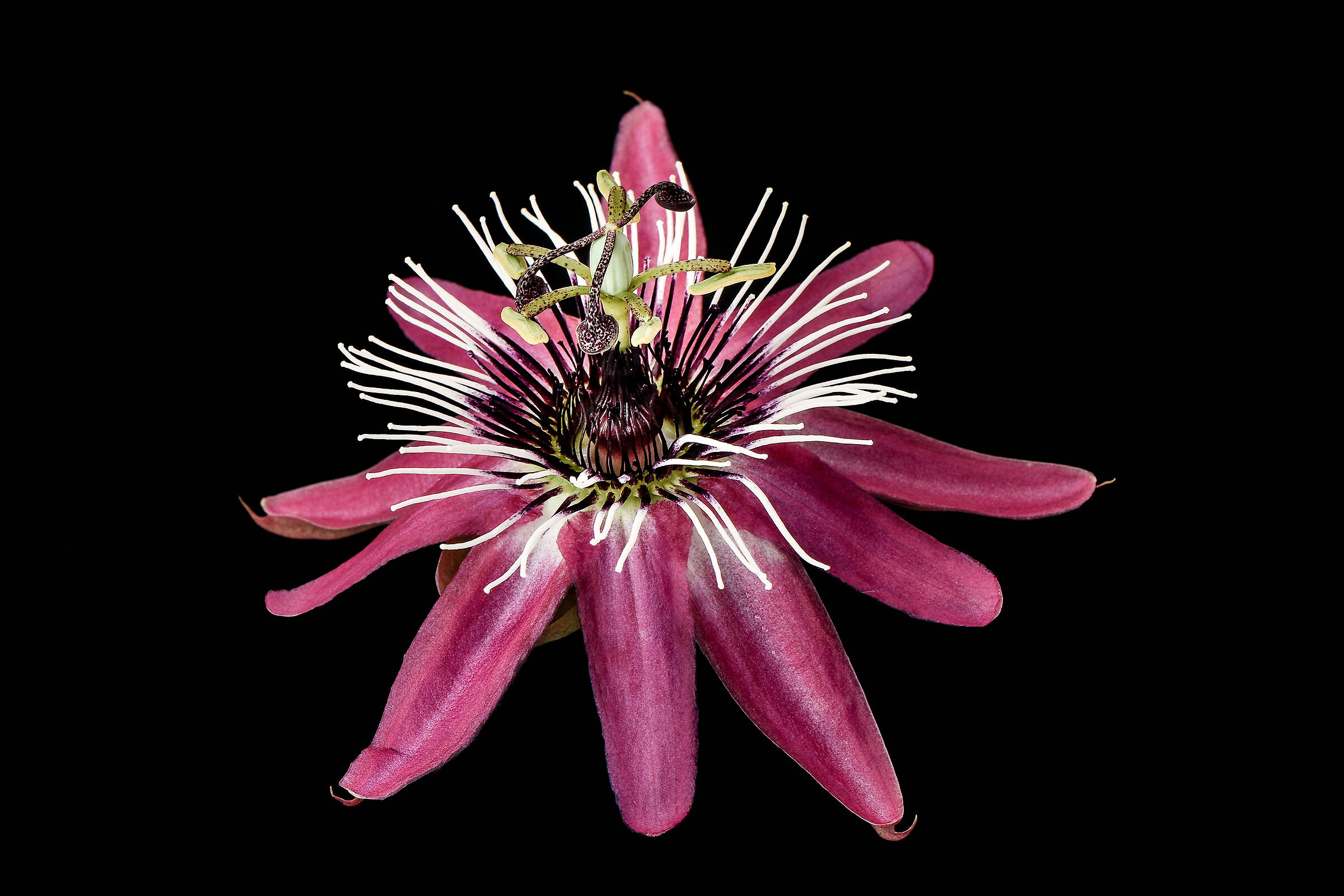 Passiflora.
