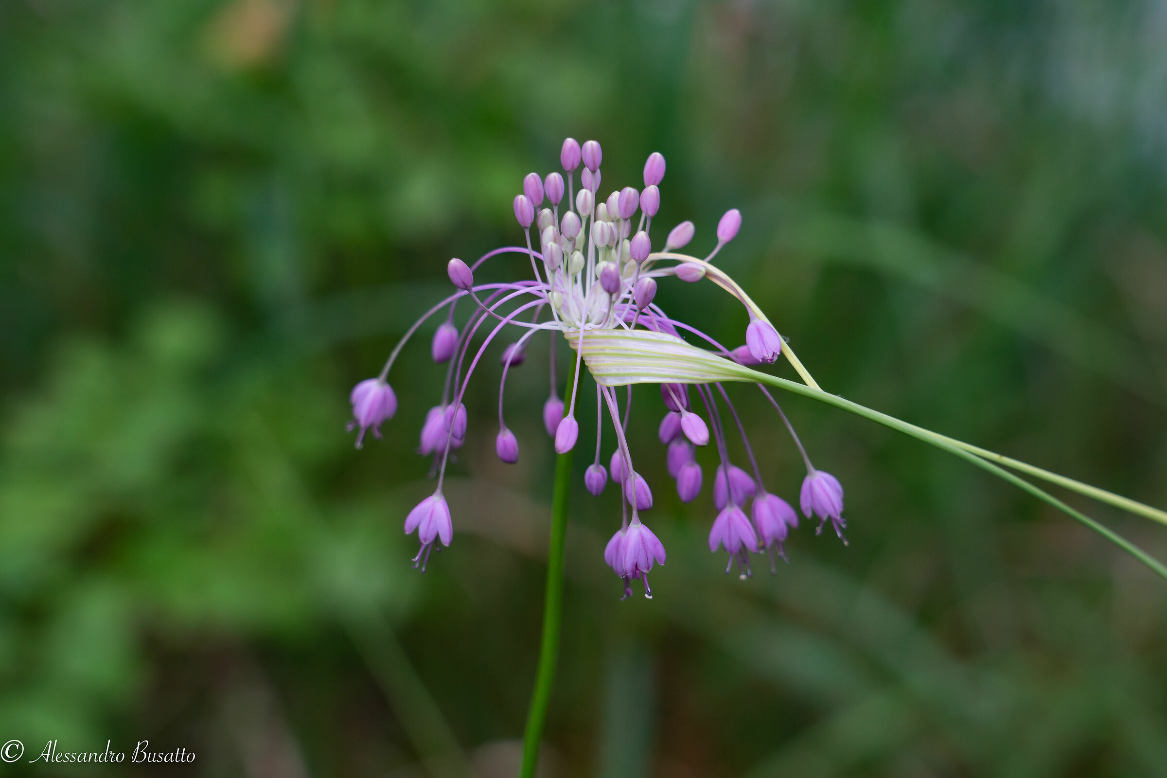 Allium carinatum o aglio delle streghe