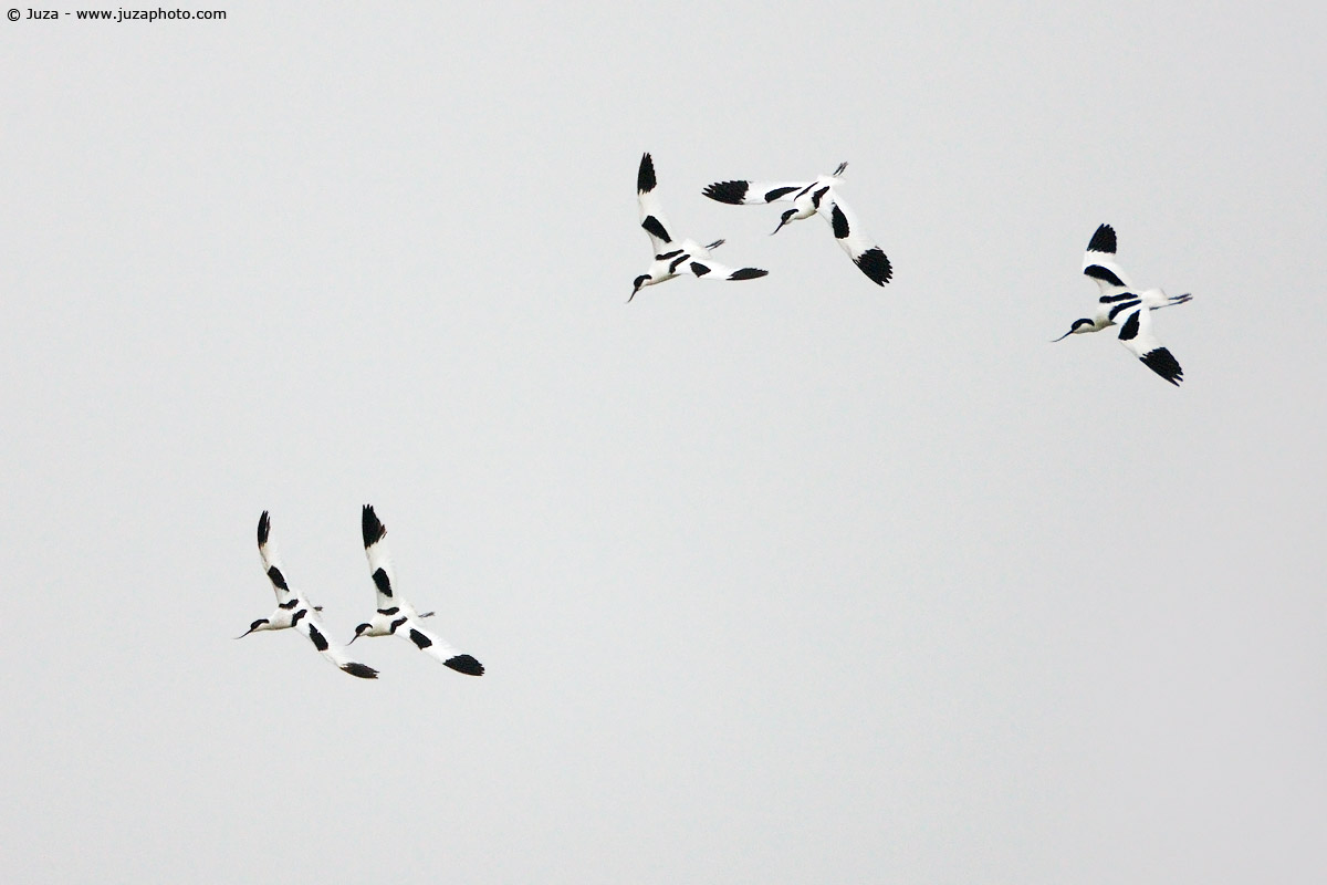 Recurvirostra avosetta (Avocetta), 009535