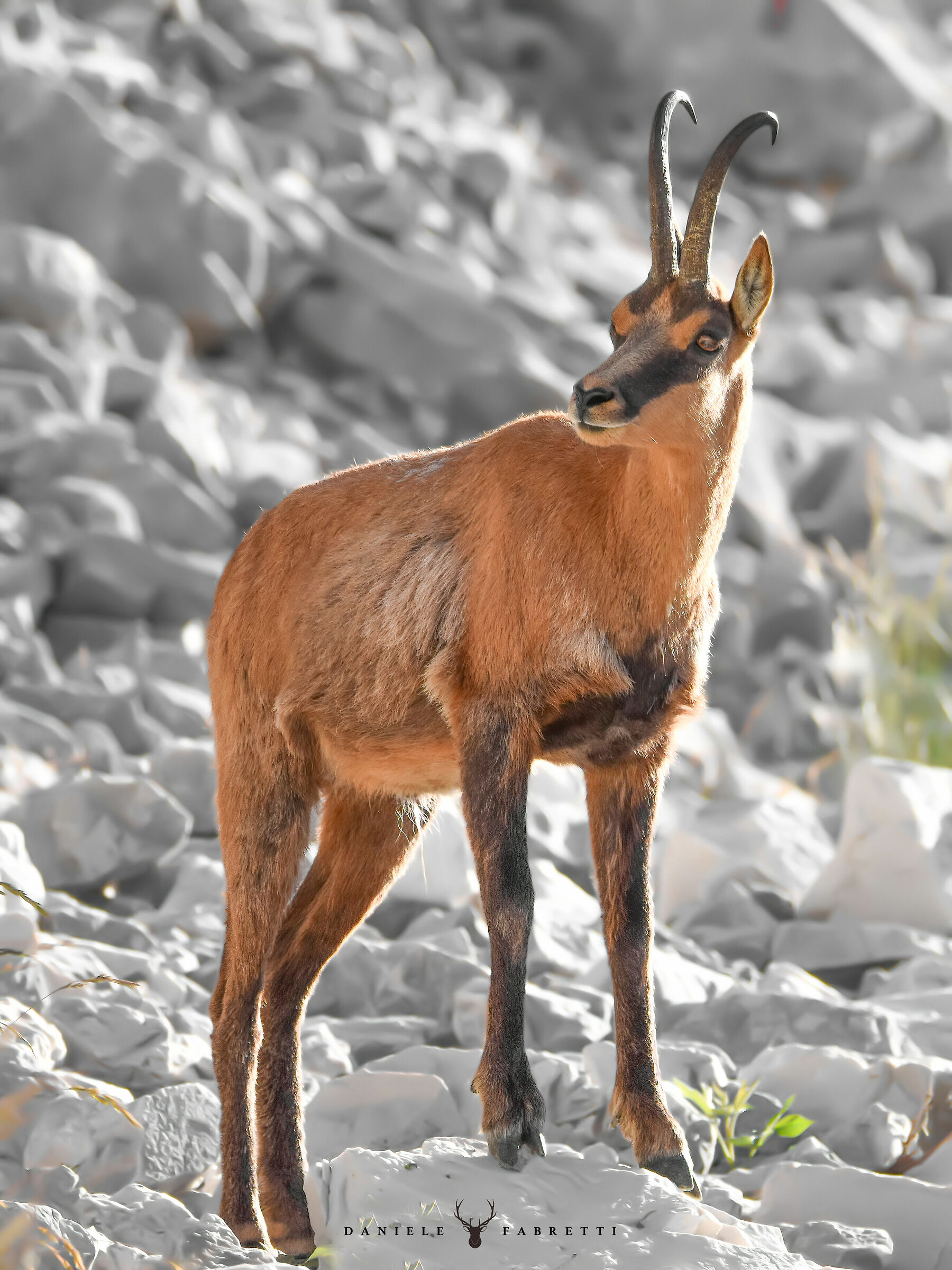 "I'm going to go to the Monks' Pass"