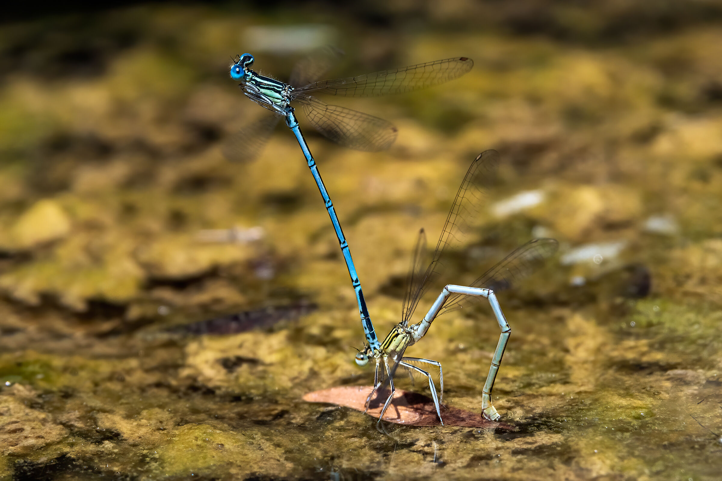 Coenagrion Puella - Deposizione