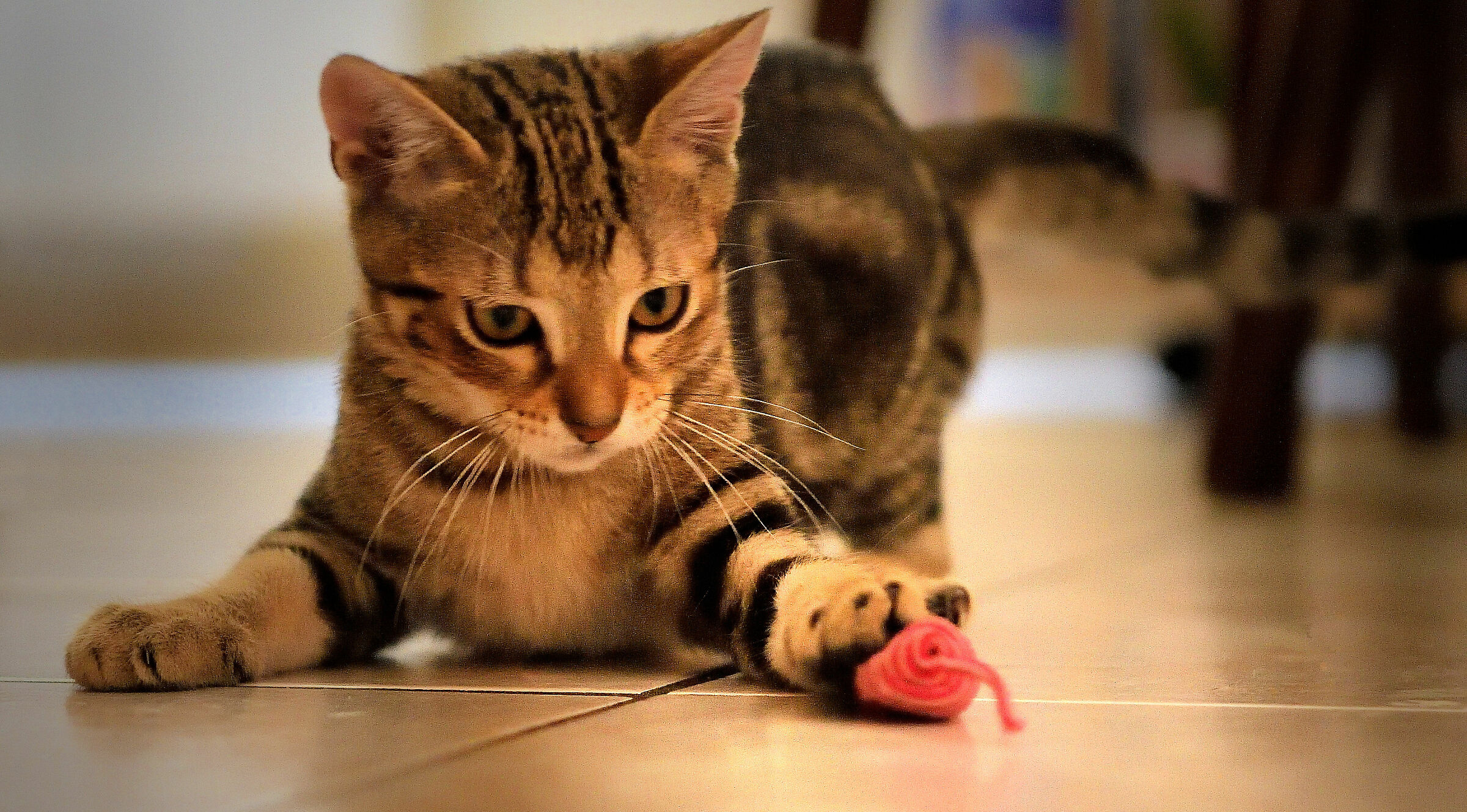 His first mouse...