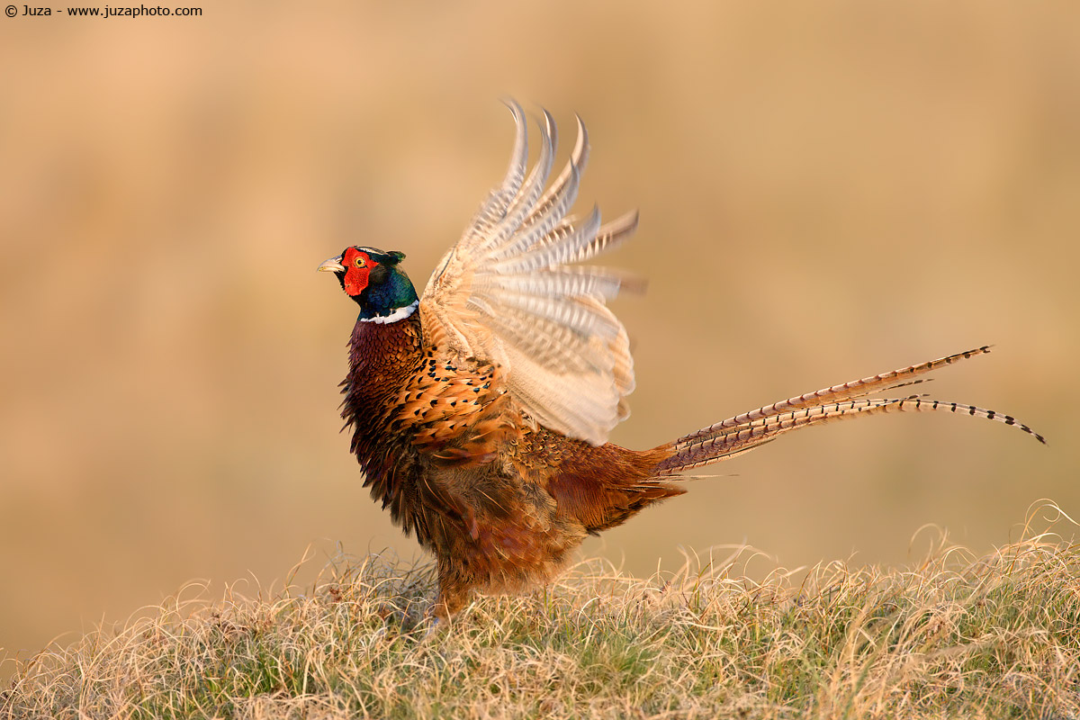 Phasianus sp. (Fagiano), 009572