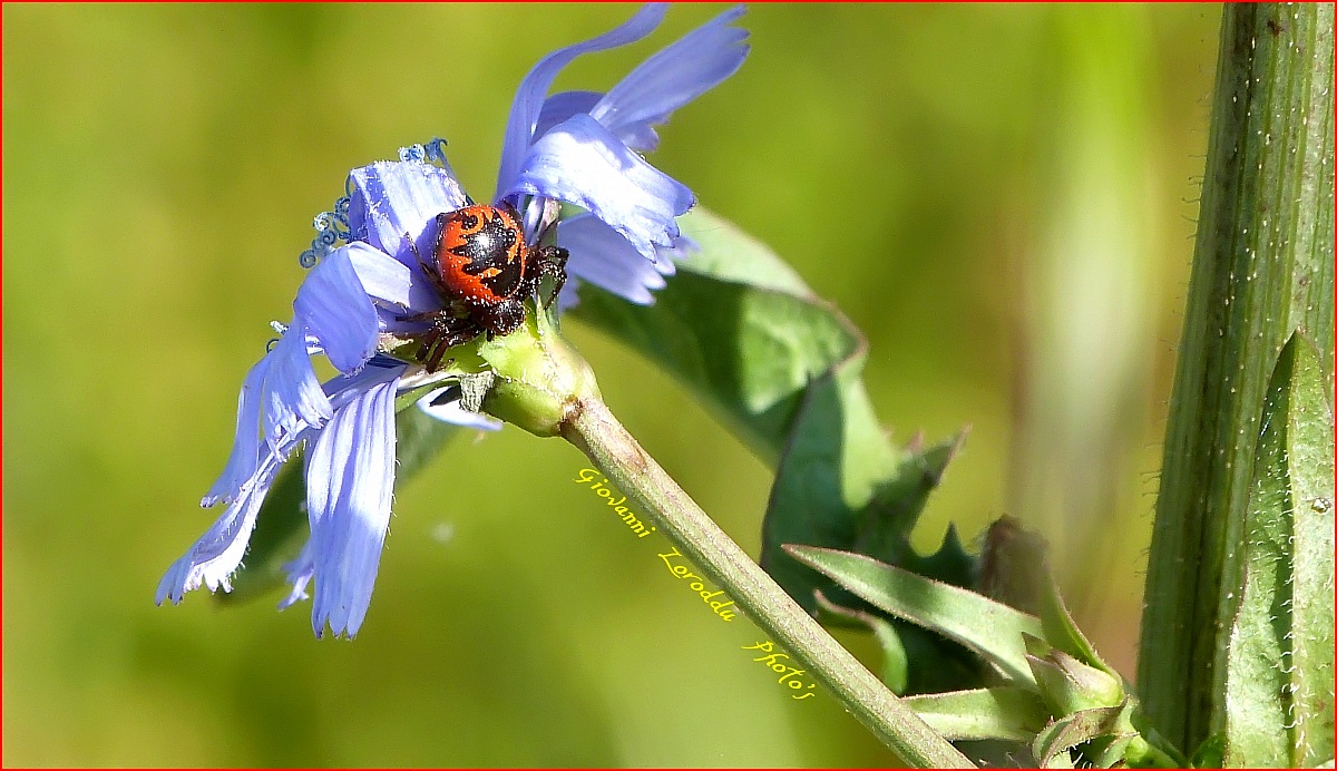 malmignatta .....( Lumix fz48