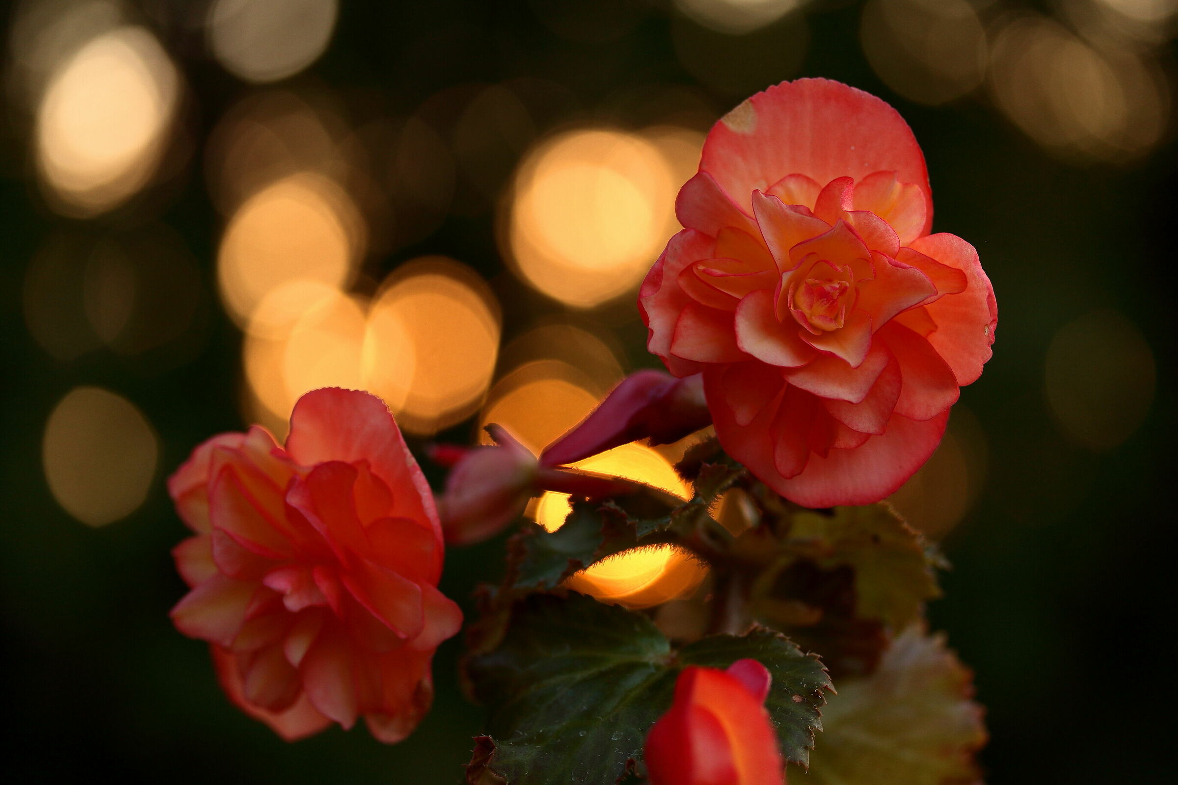 Begonia col tramonto alle spalle