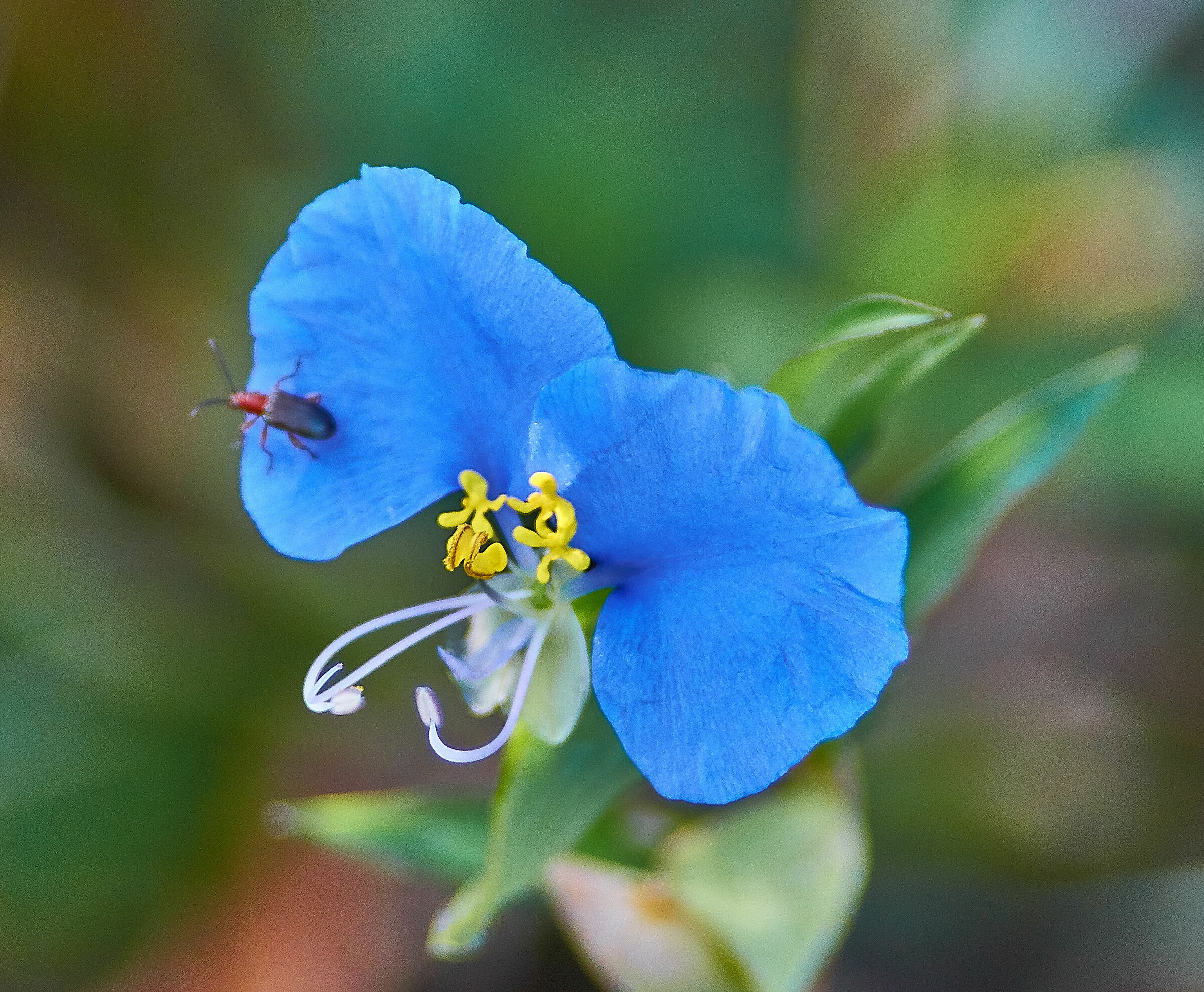 piccolo fiore con piccolo insetto