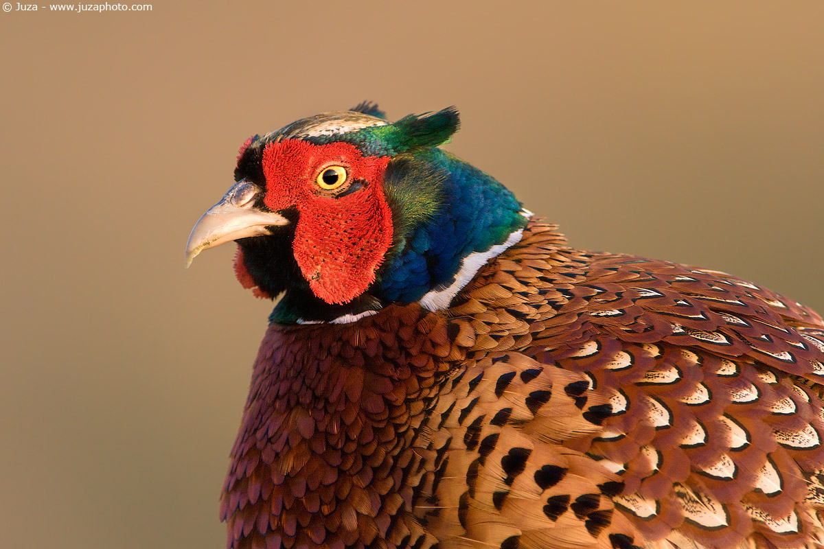 Phasianus sp. (Fagiano), 009578