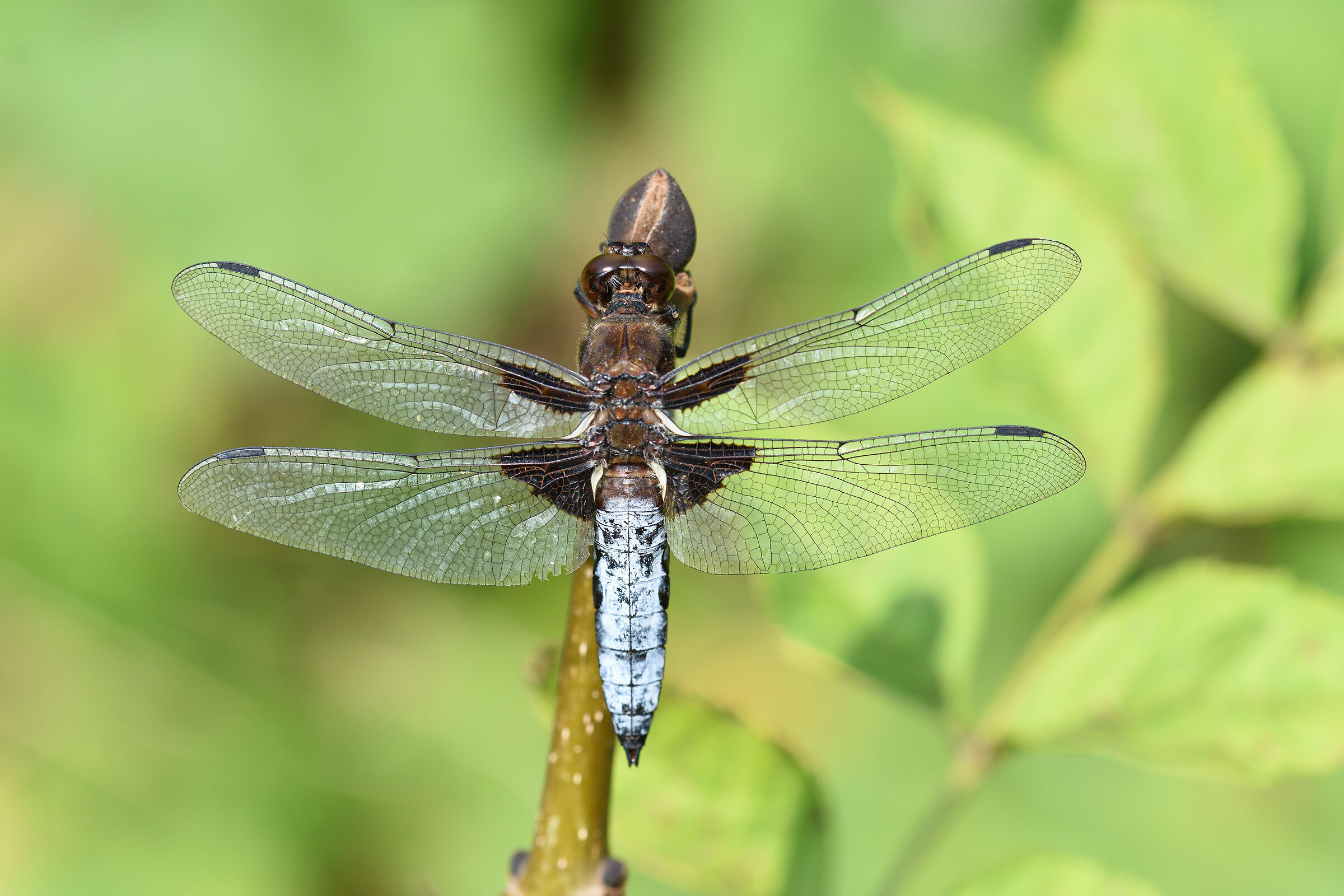 Dragonfly
