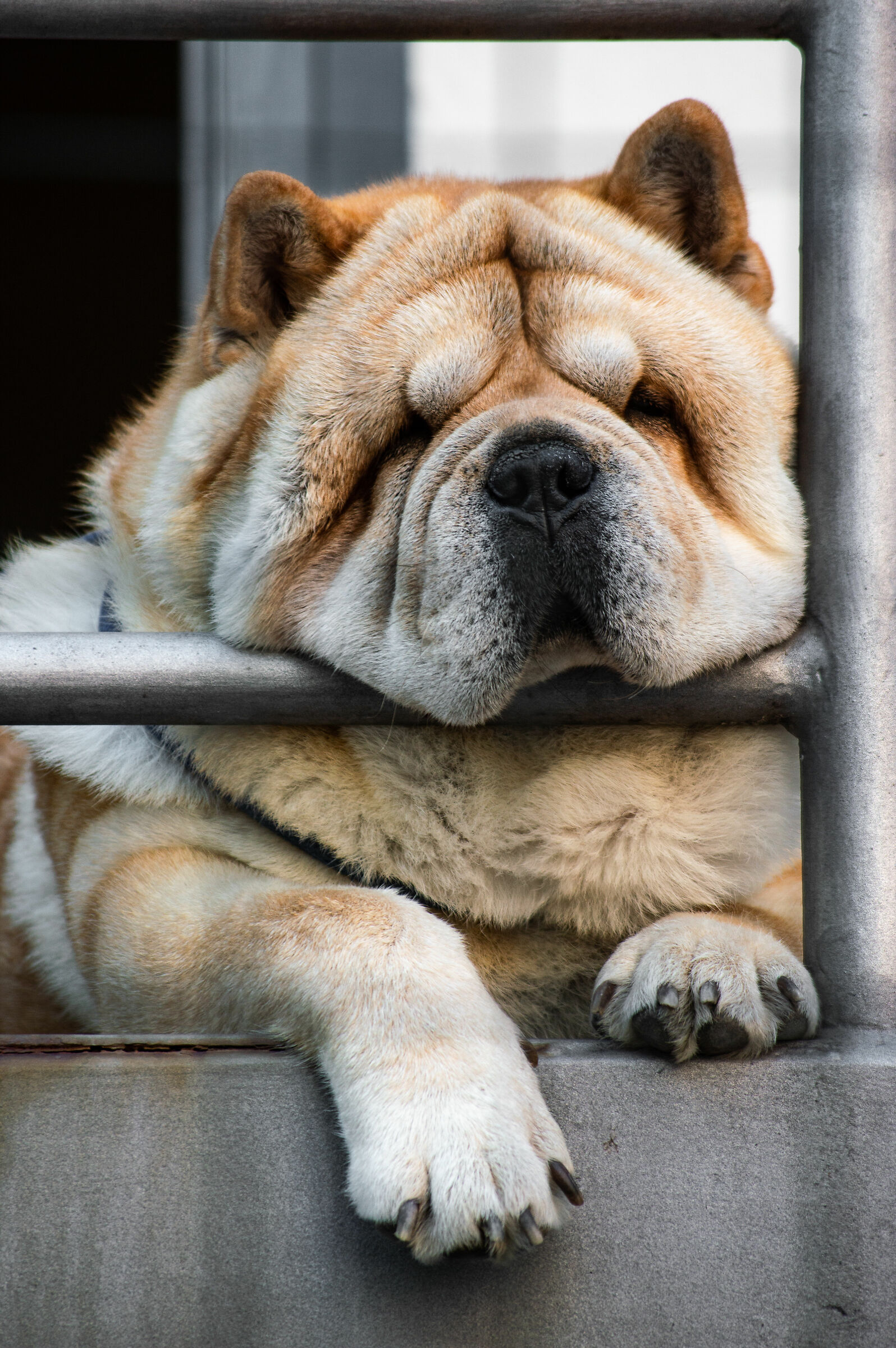 35 degrees in the shade