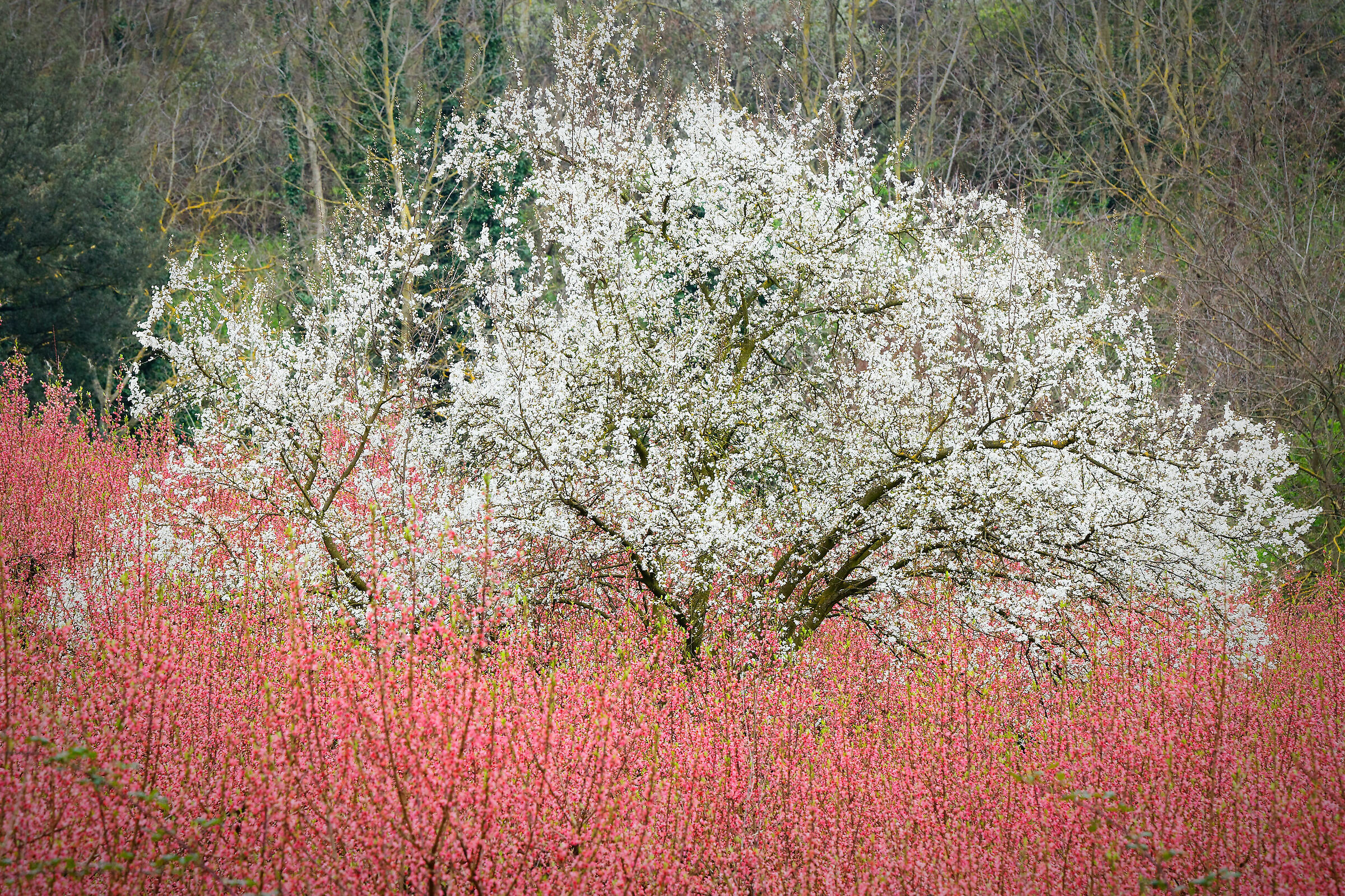 Cherry and peaches in bloom