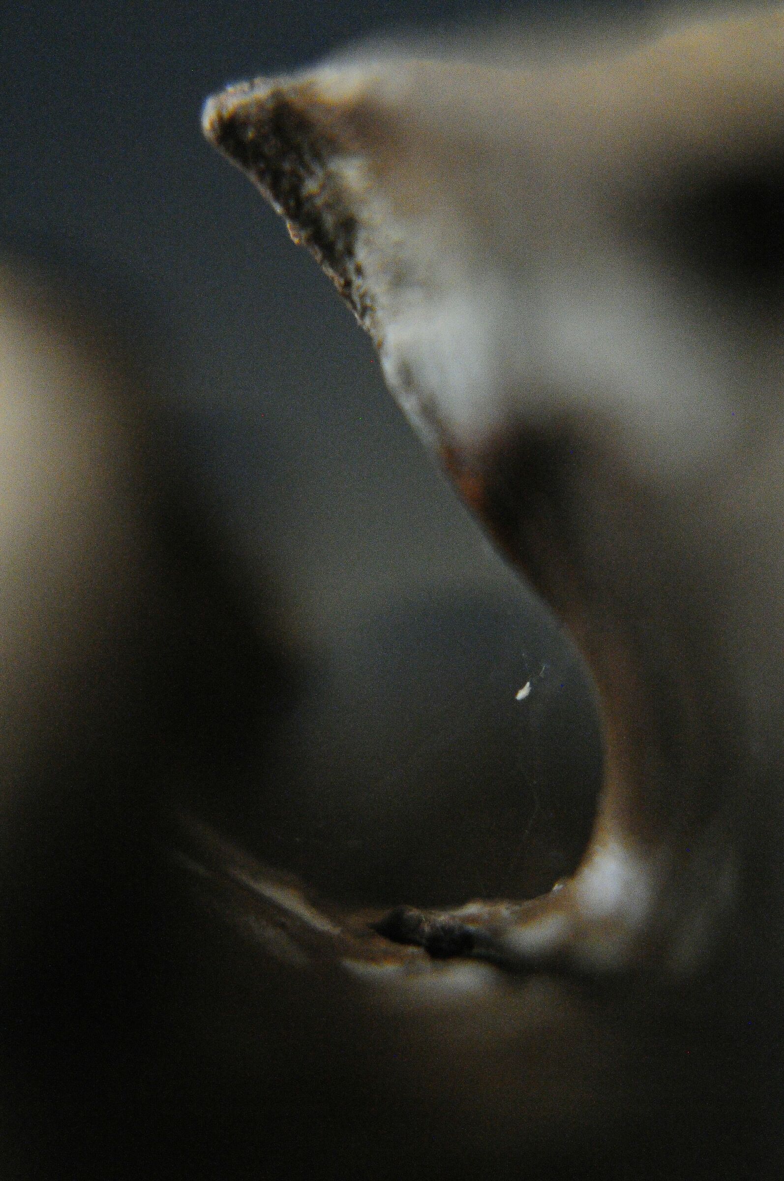 The Throat der Spider
