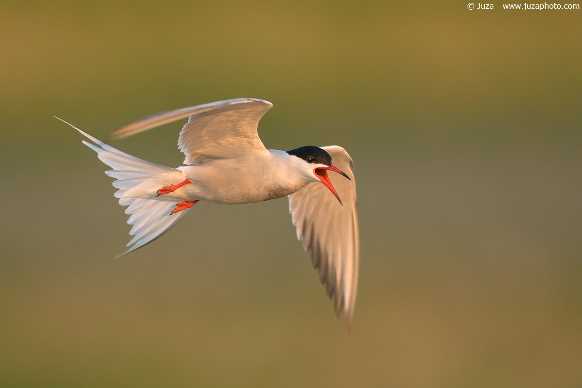 Sterna hirundo (Sterna), 005356