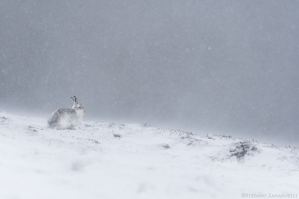 Mountain Hare