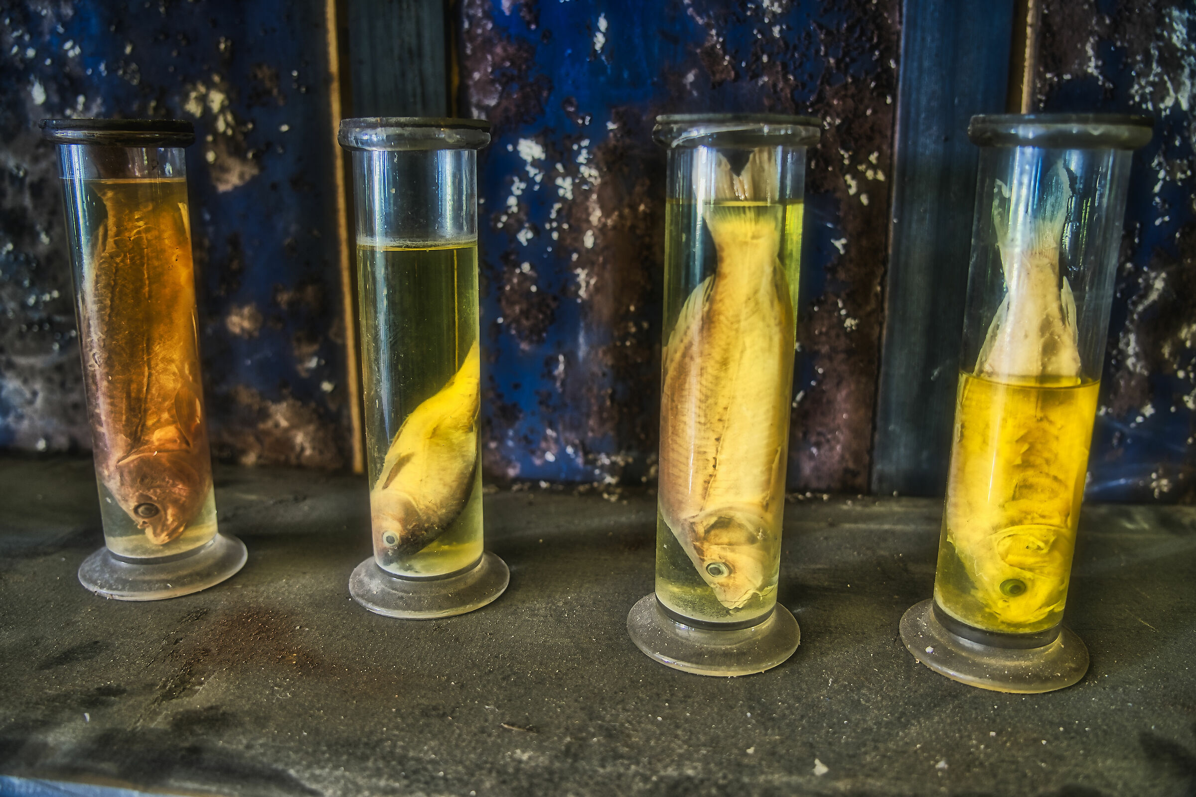 Bottled fish!
