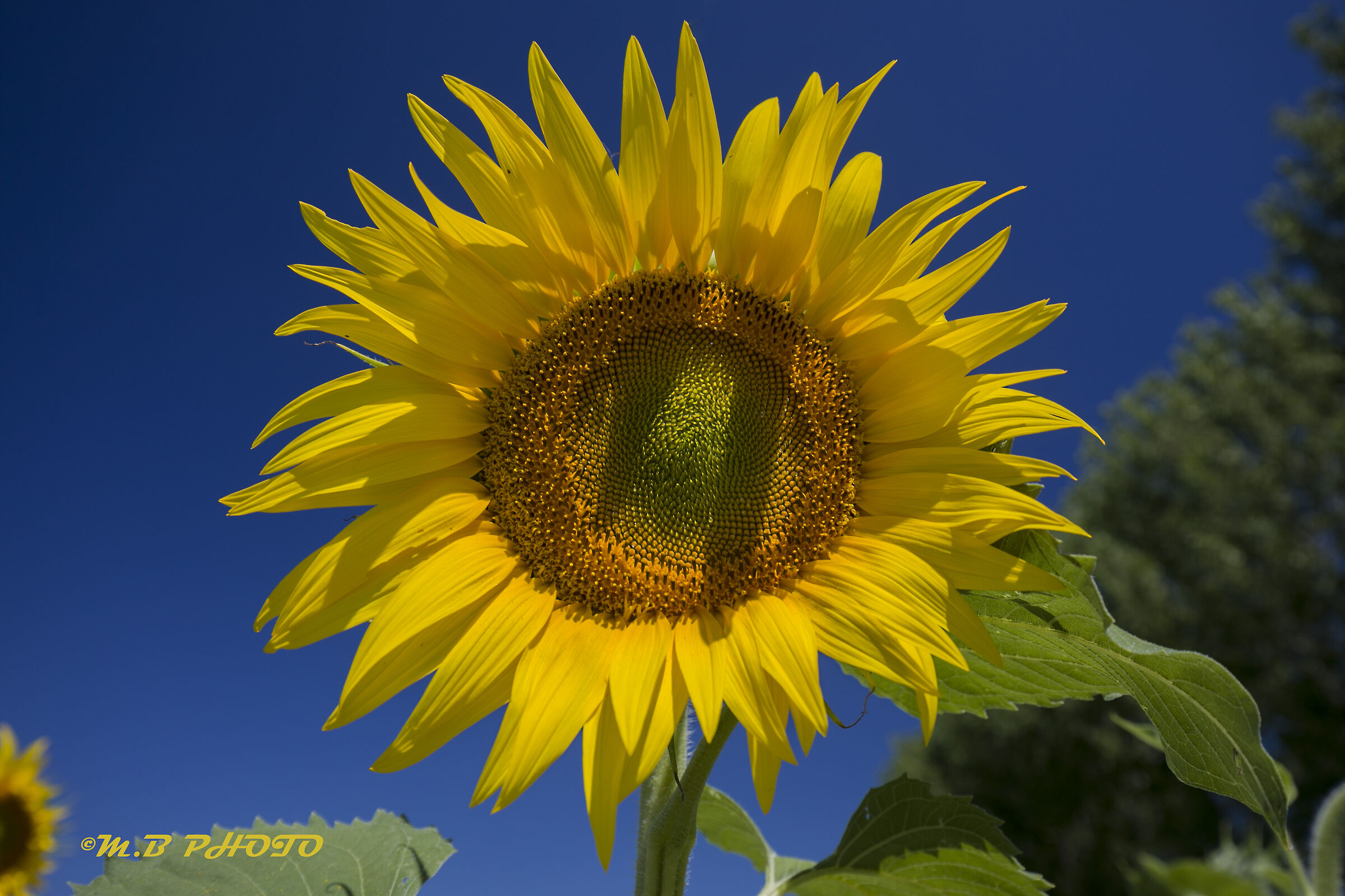 Girasole