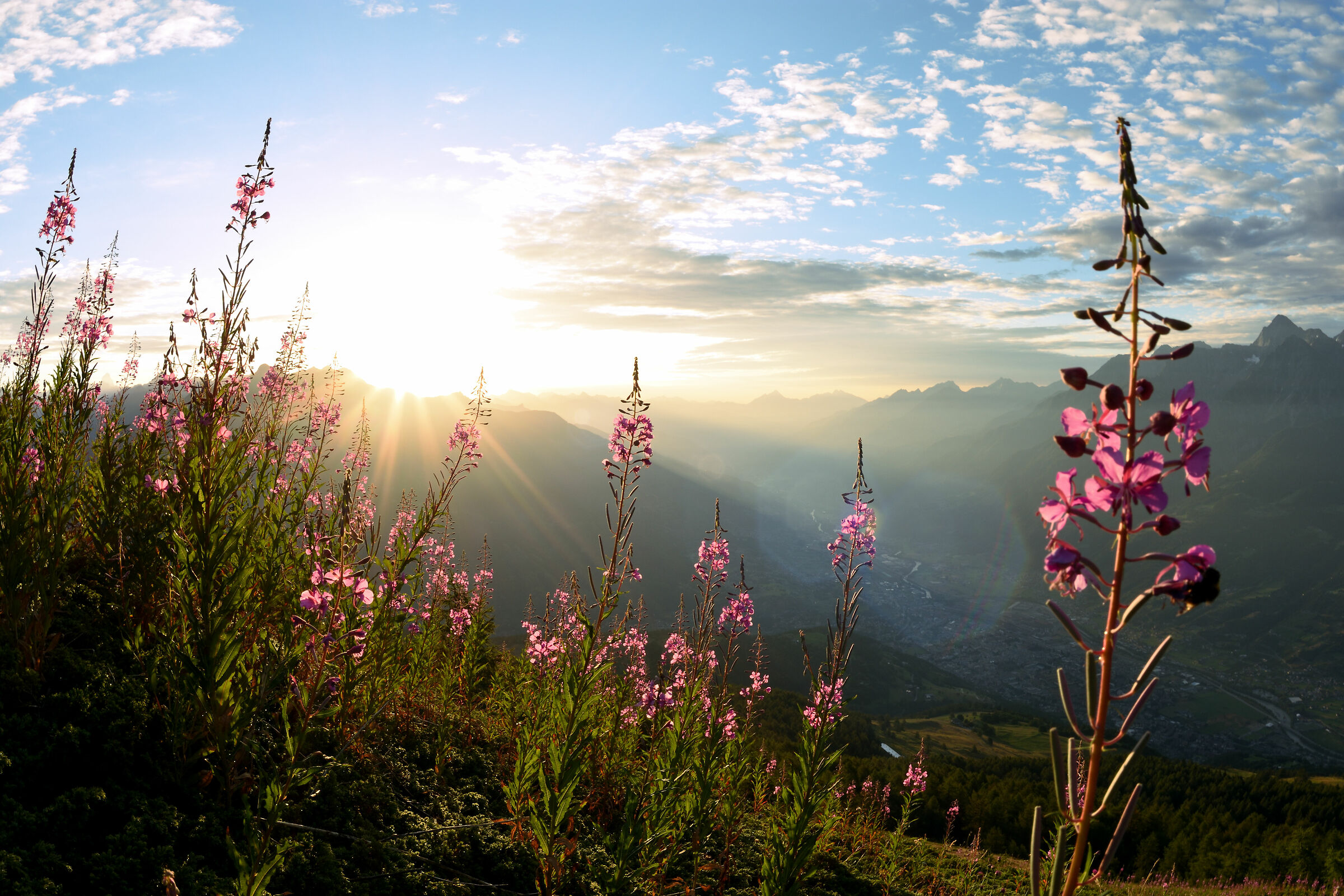 Epilobium all'alba