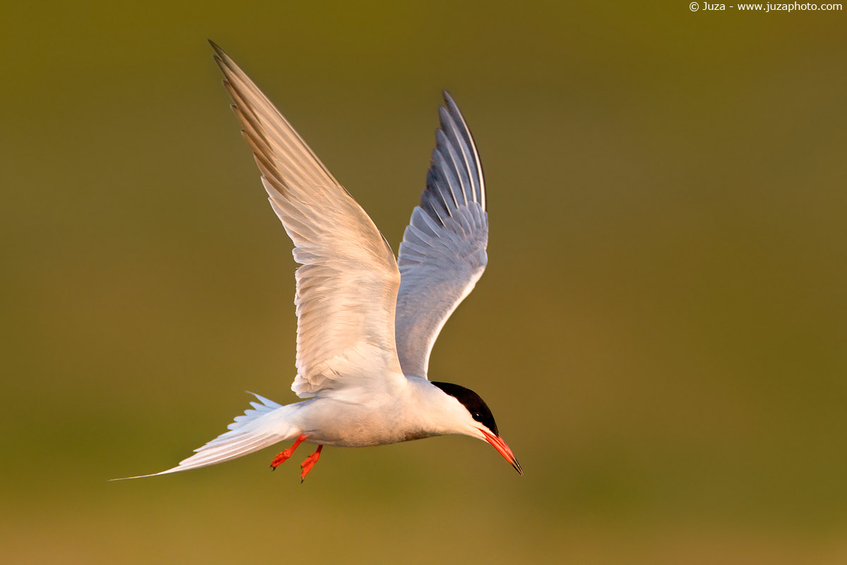 Sterna hirundo (Sterna), 005360