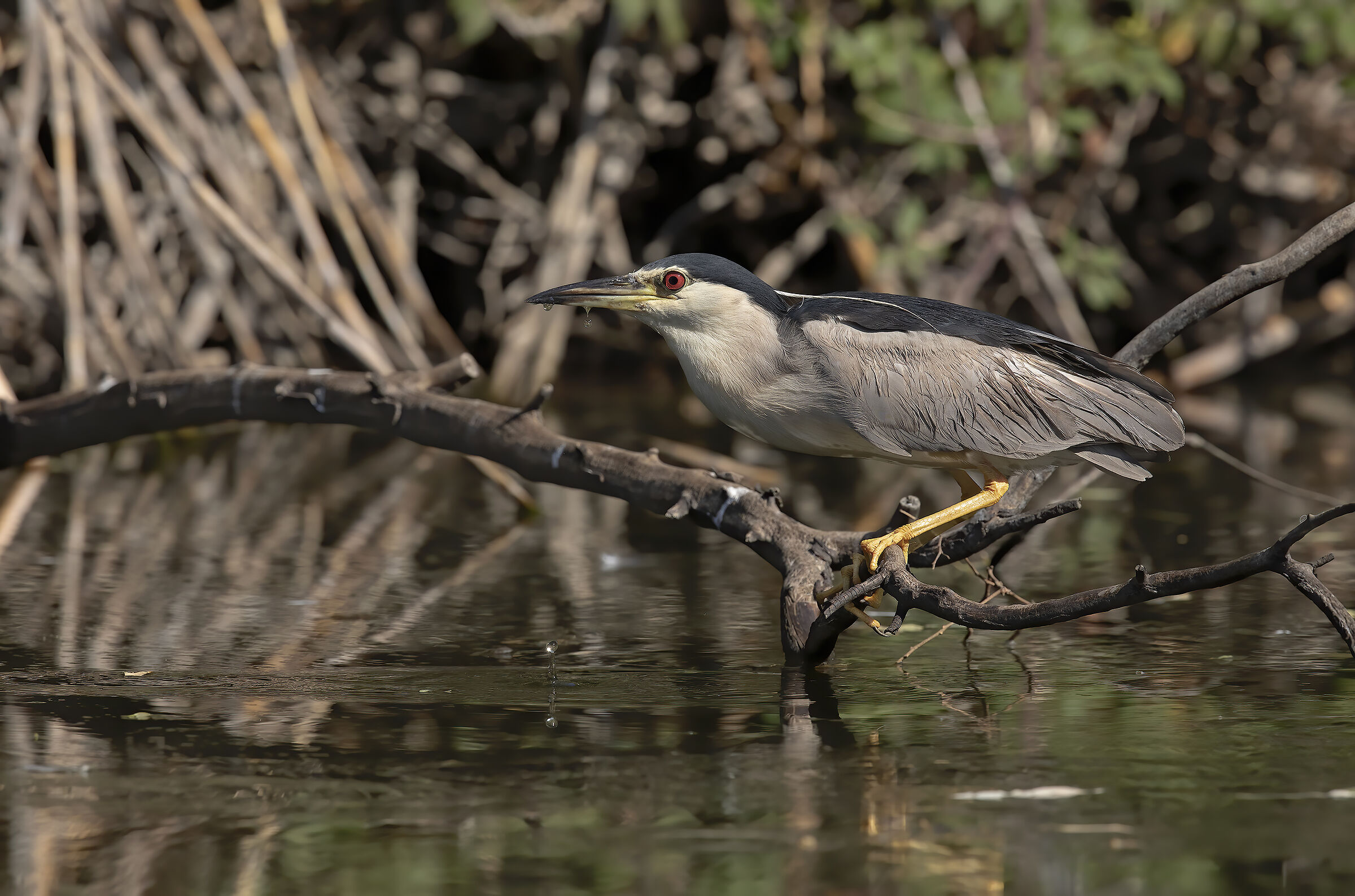 nitticora, evidence processing Ai