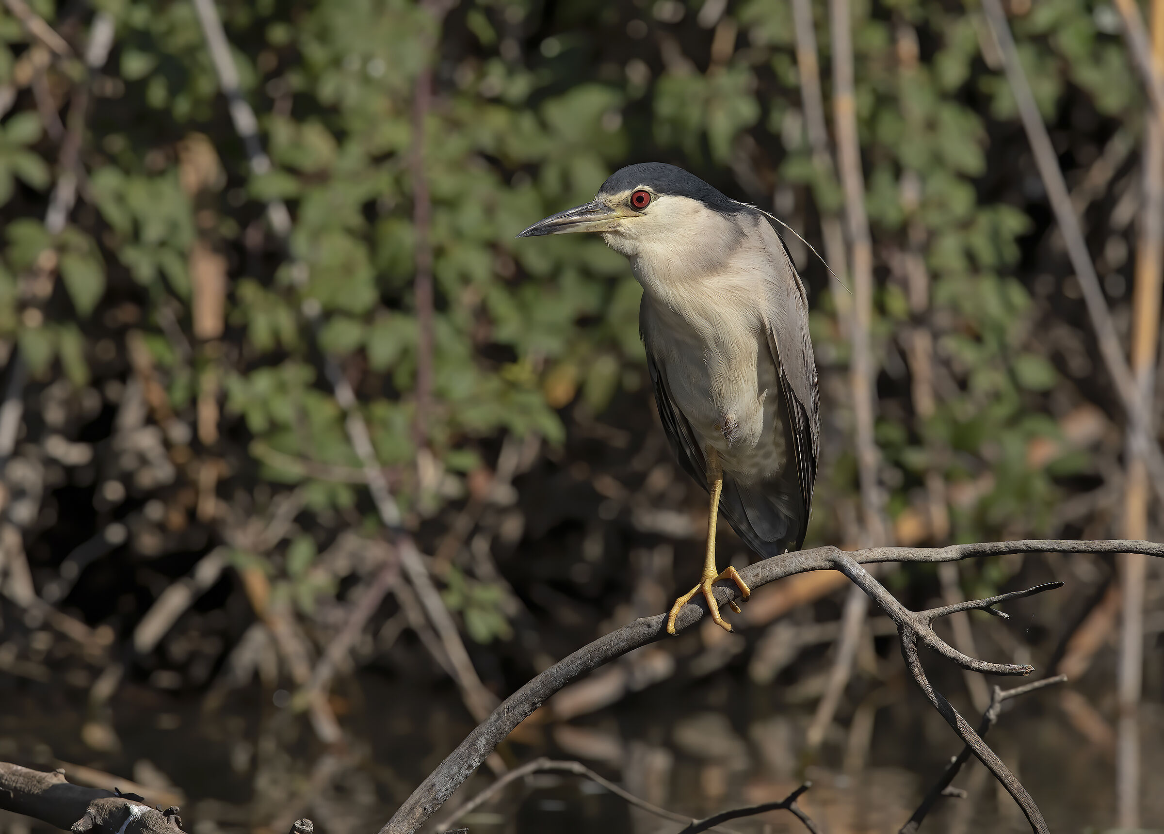 nitticora, evidence processing Ai