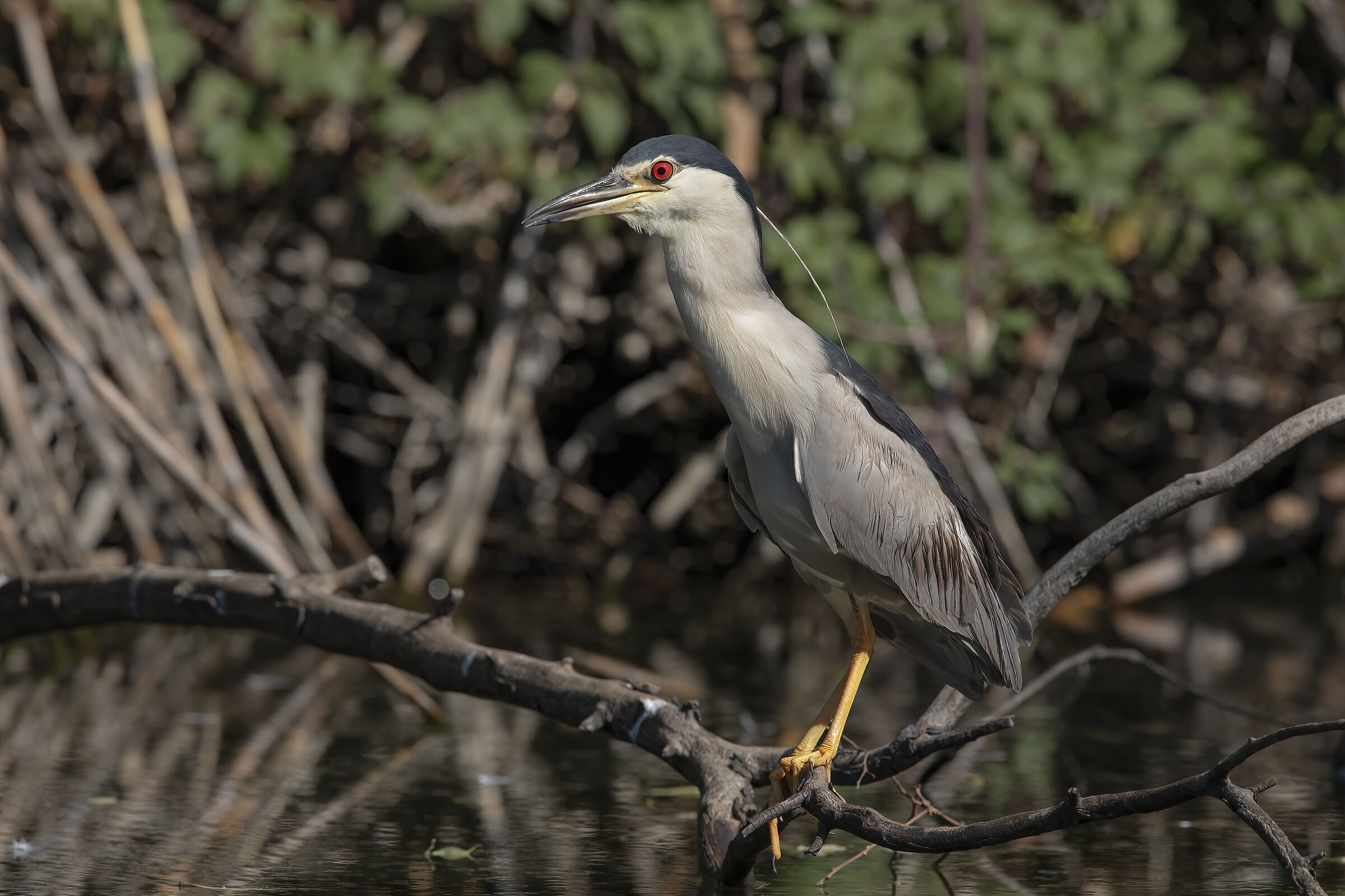 nitticora, evidence processing Ai