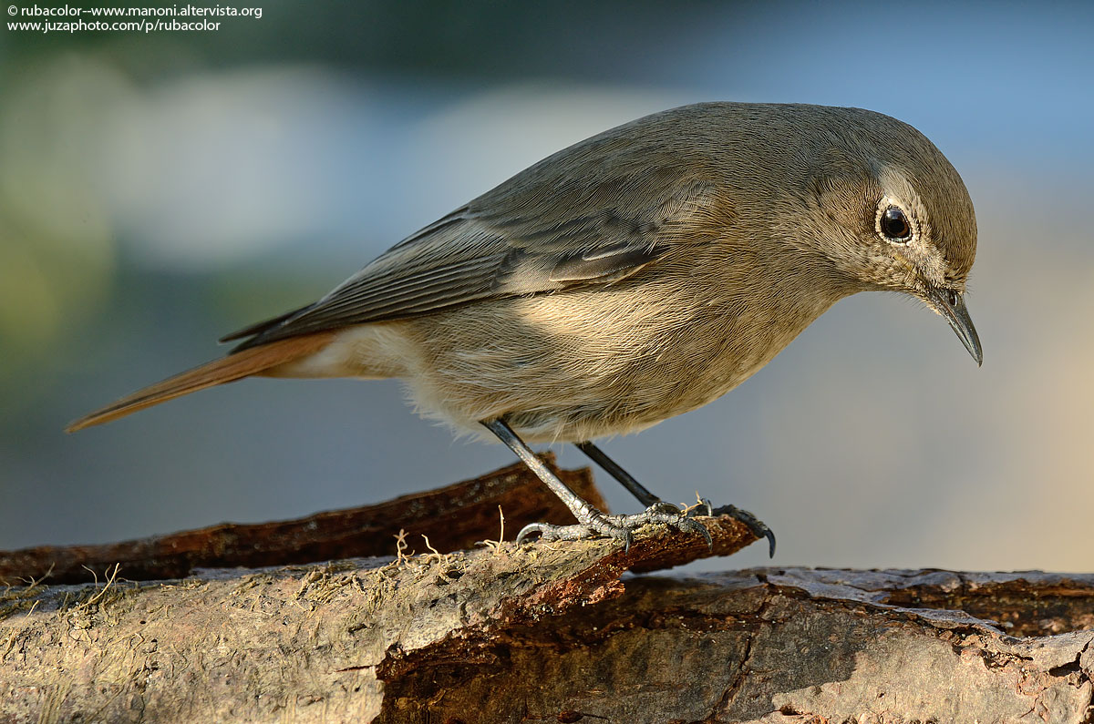 Ispezionando i tronchi
