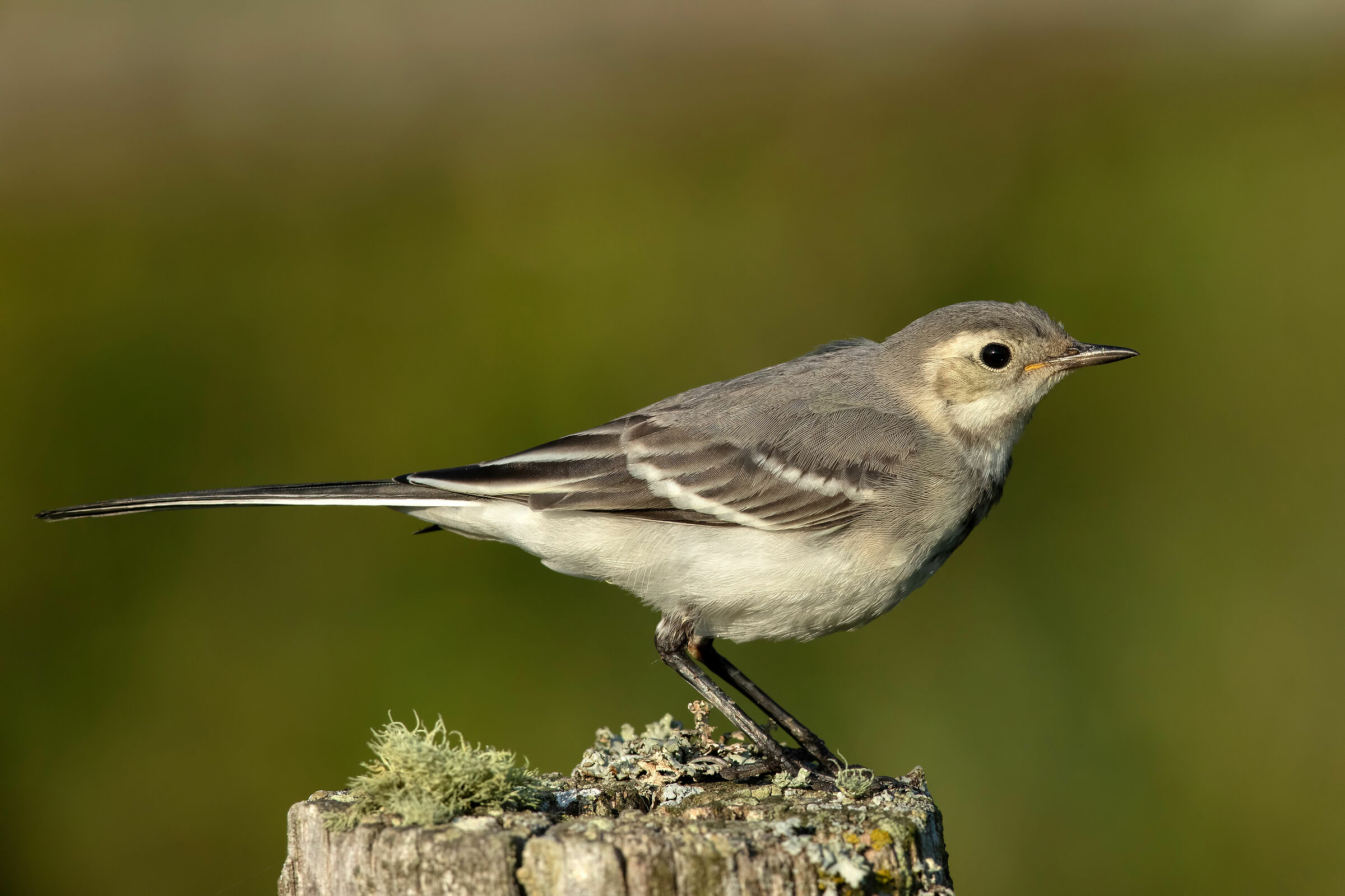 Giovane ballerina bianca 5k