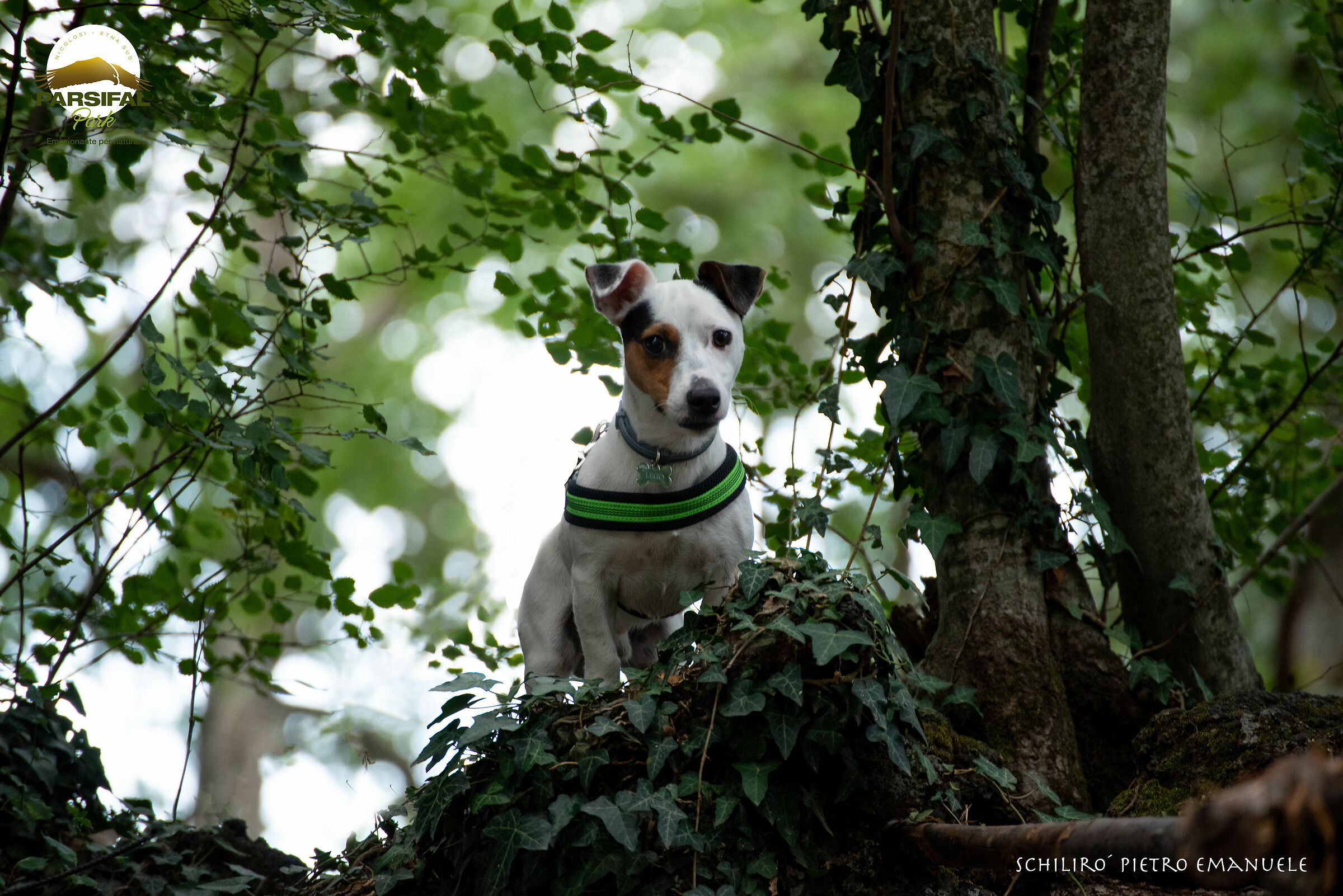 Lego in the woods of Parsifal Etna...