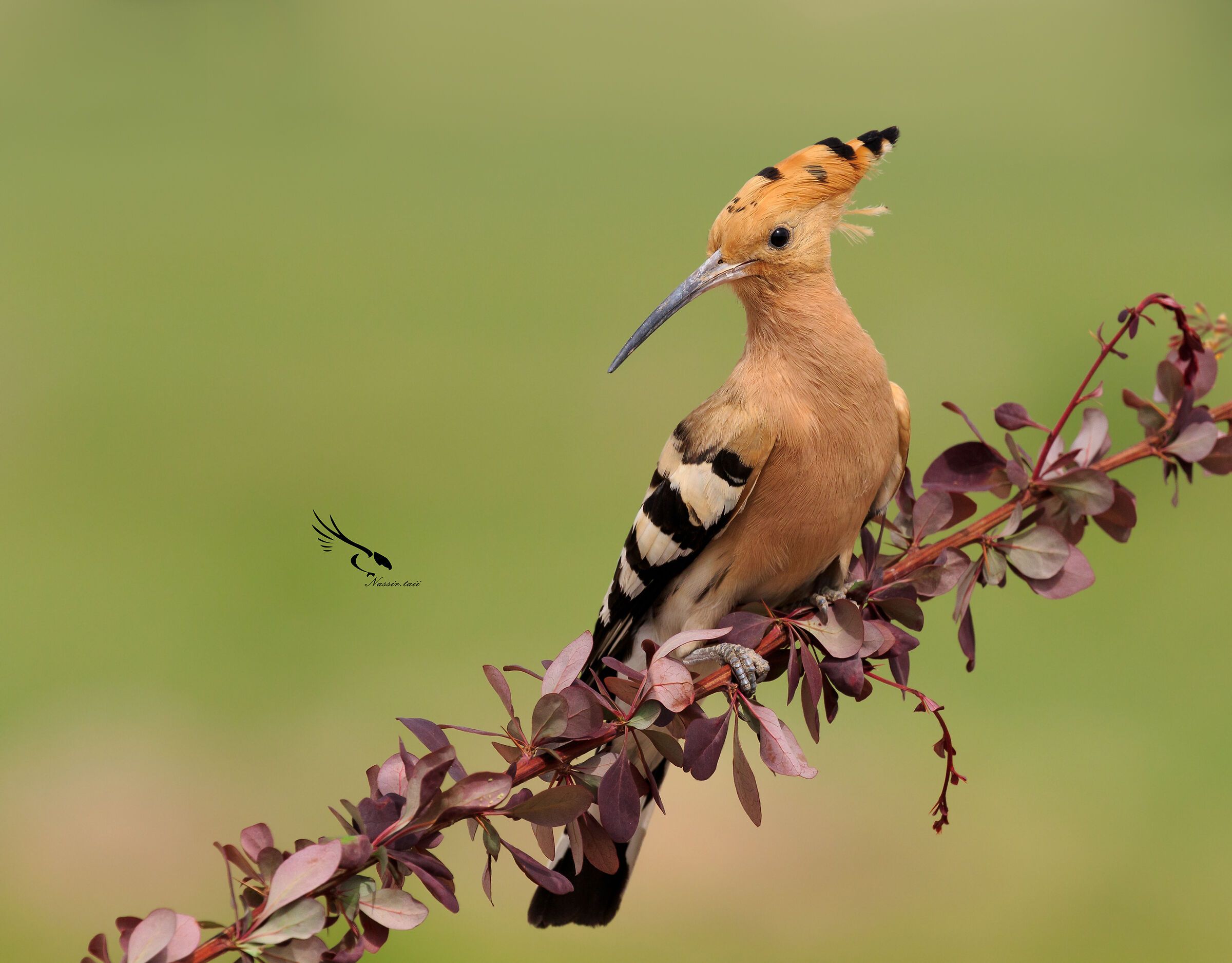Eurasianhoopoe