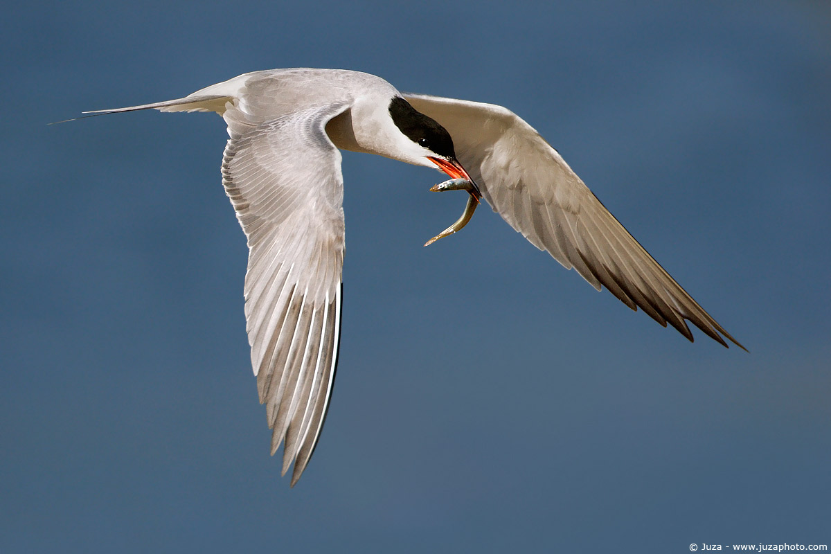 Sterna hirundo (Sterna), 005510