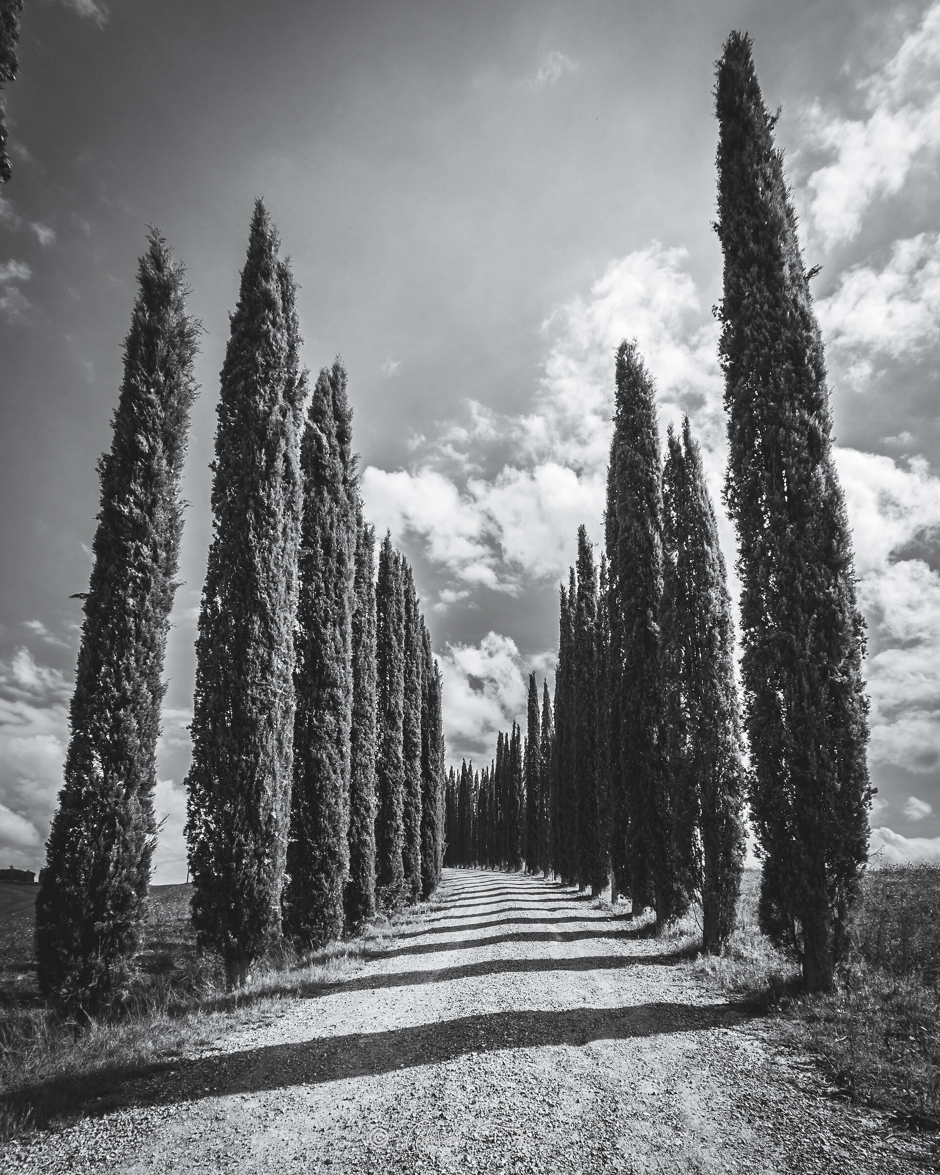 Cipressi