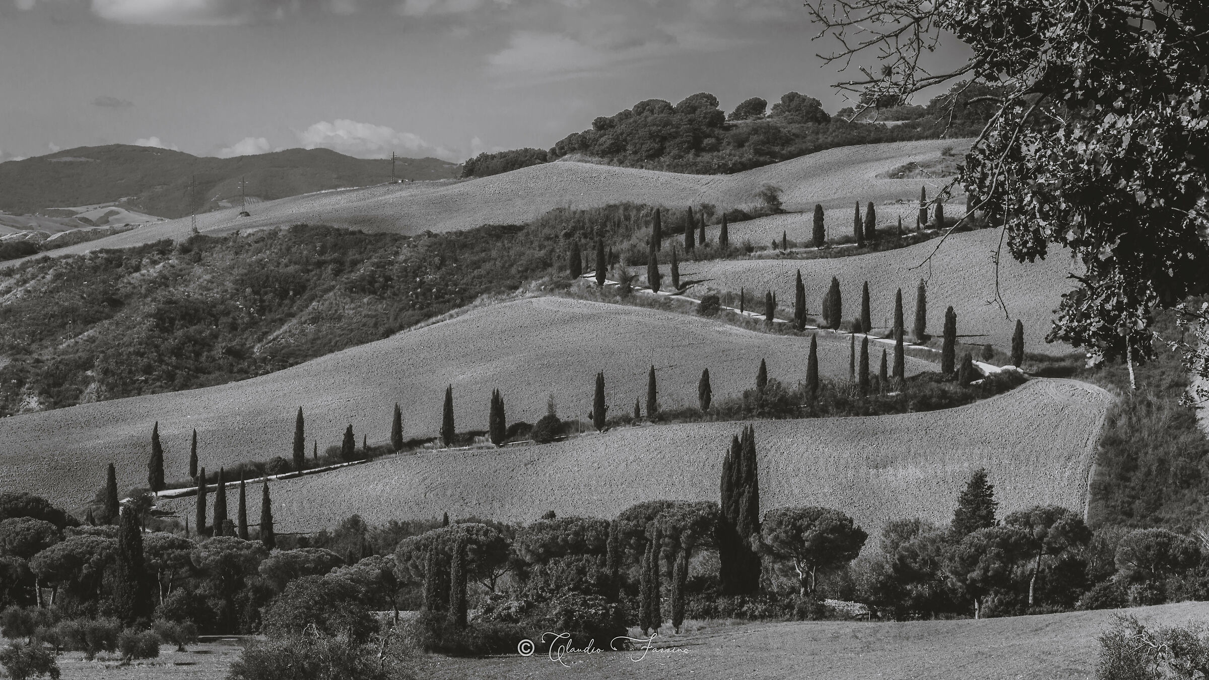 Fila di cipressi